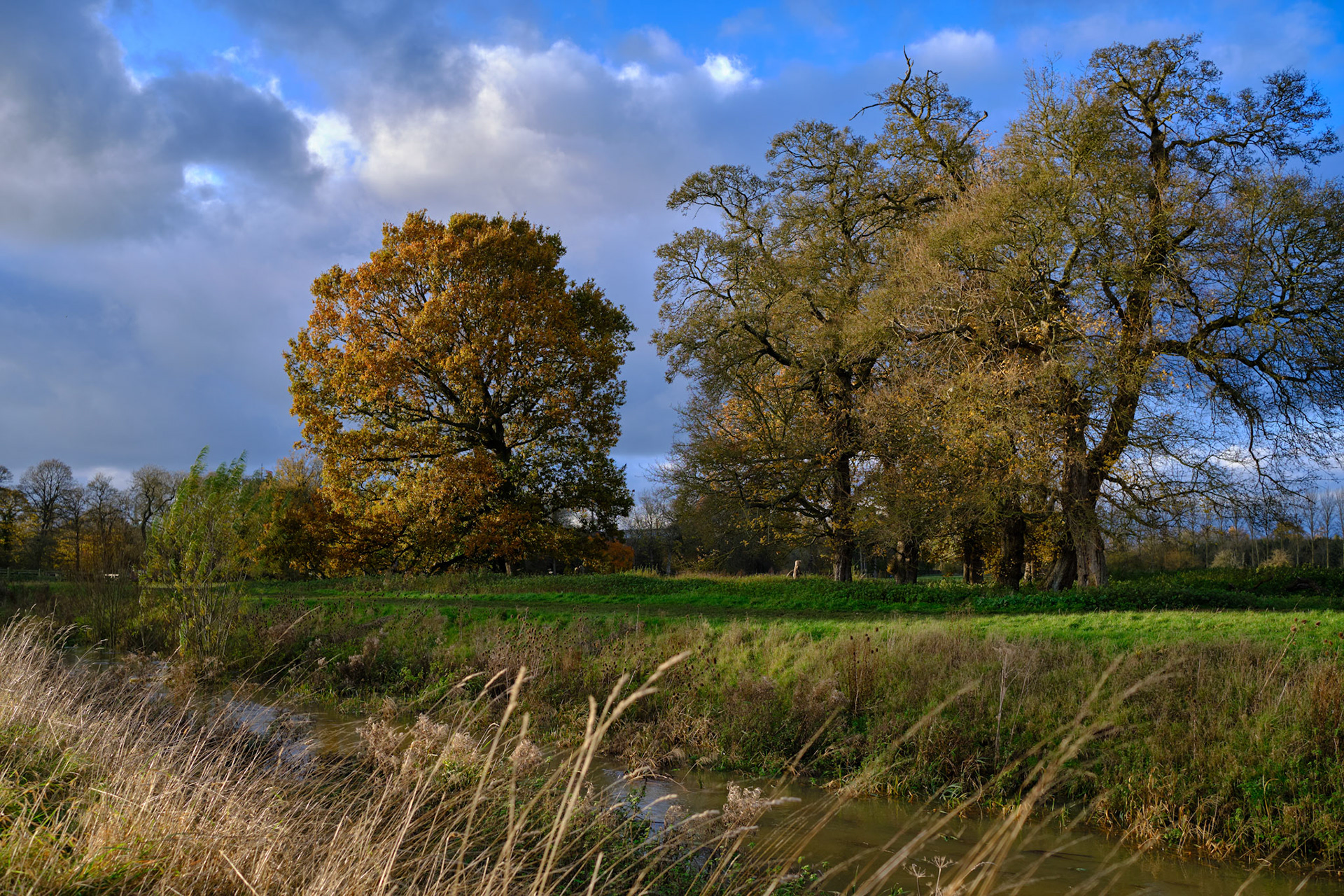 Towcester Watermeadows, Nov 2020