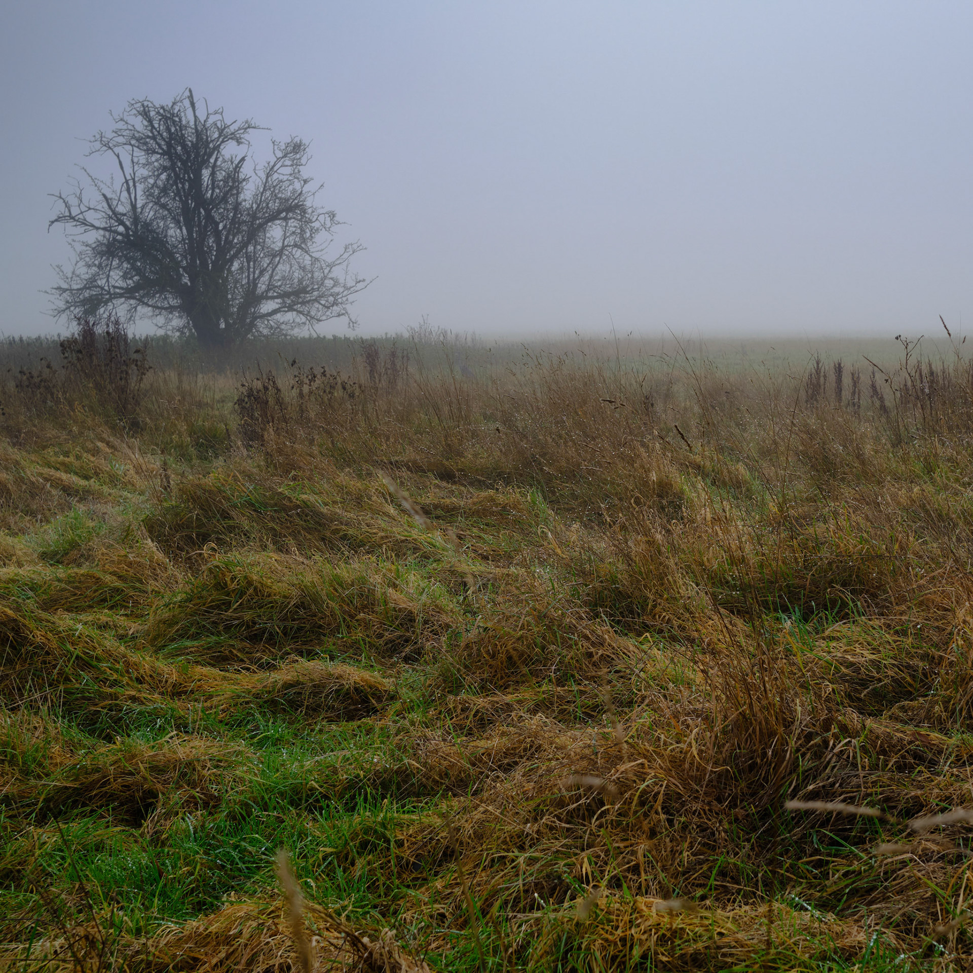 Towcester Watermeadows in Winter, Dec 2020