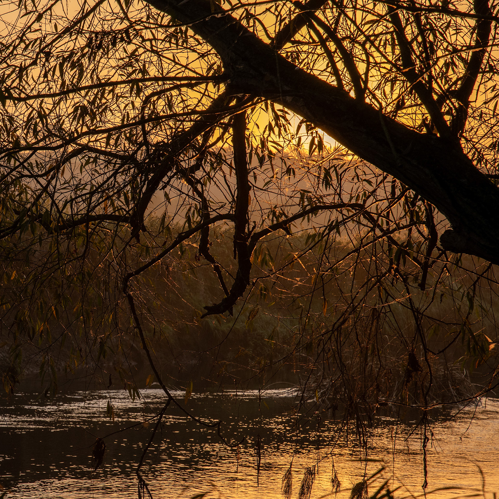 Great Ouse, Sherrington 2017