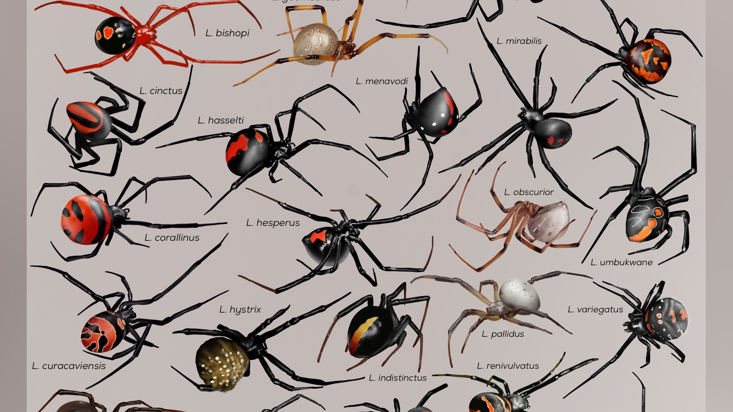 Andrew Blaurock Latrodectus species