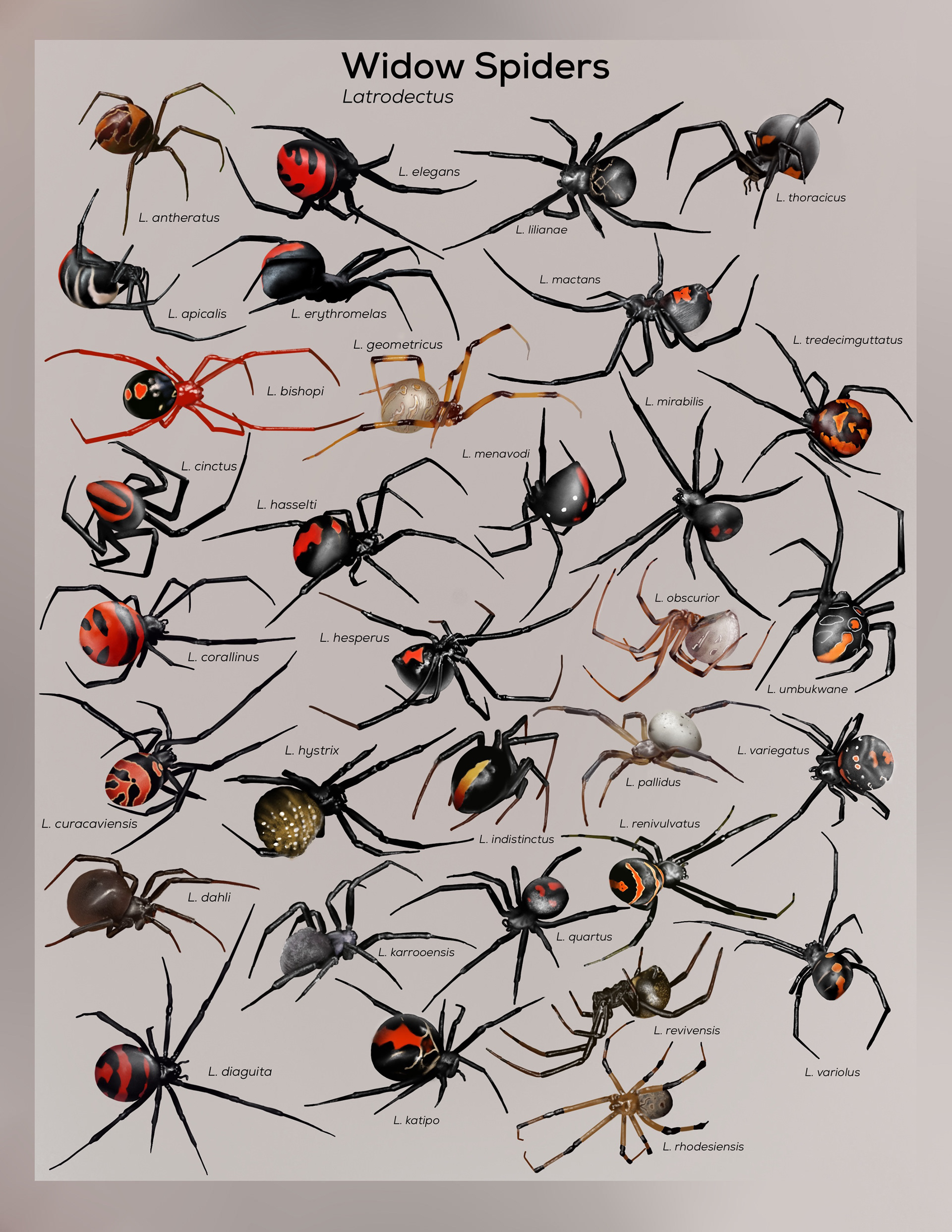 Andrew Blaurock - Latrodectus species