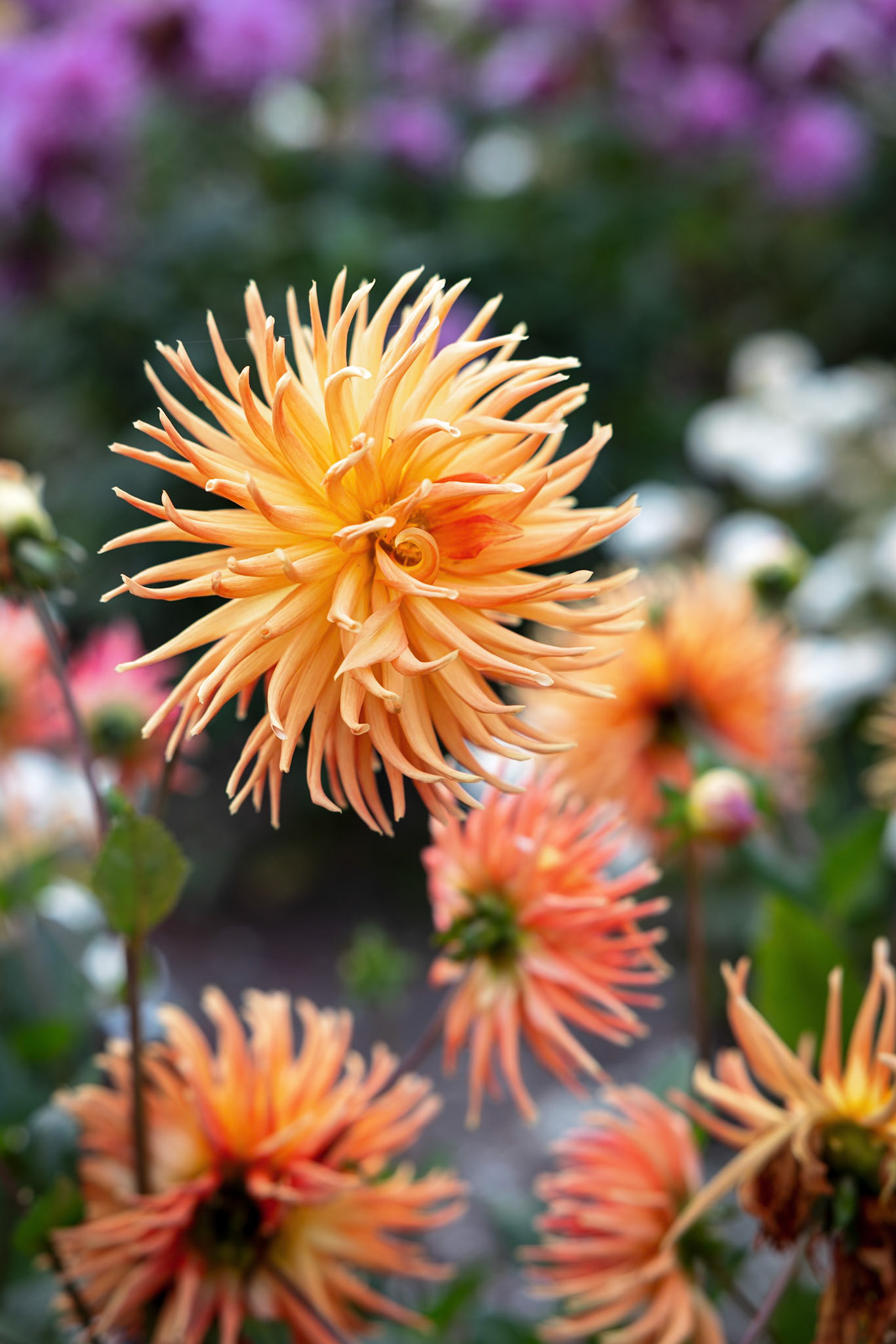 Golden Gate Park