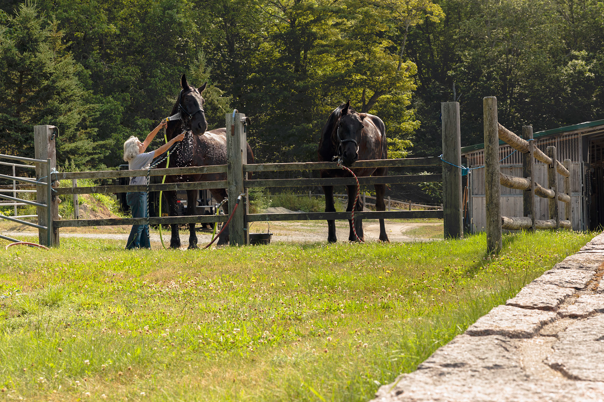 Wildwood Stables  Carriages Rides