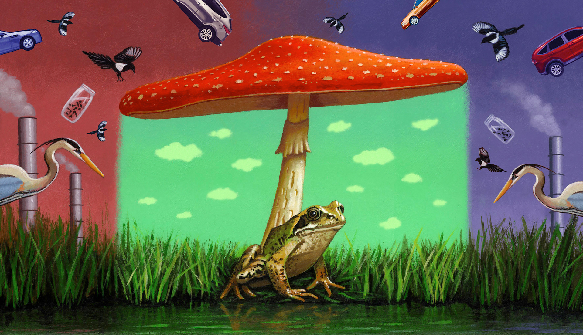 House & Home. How toads and frogs help us keep the planet healthy.
