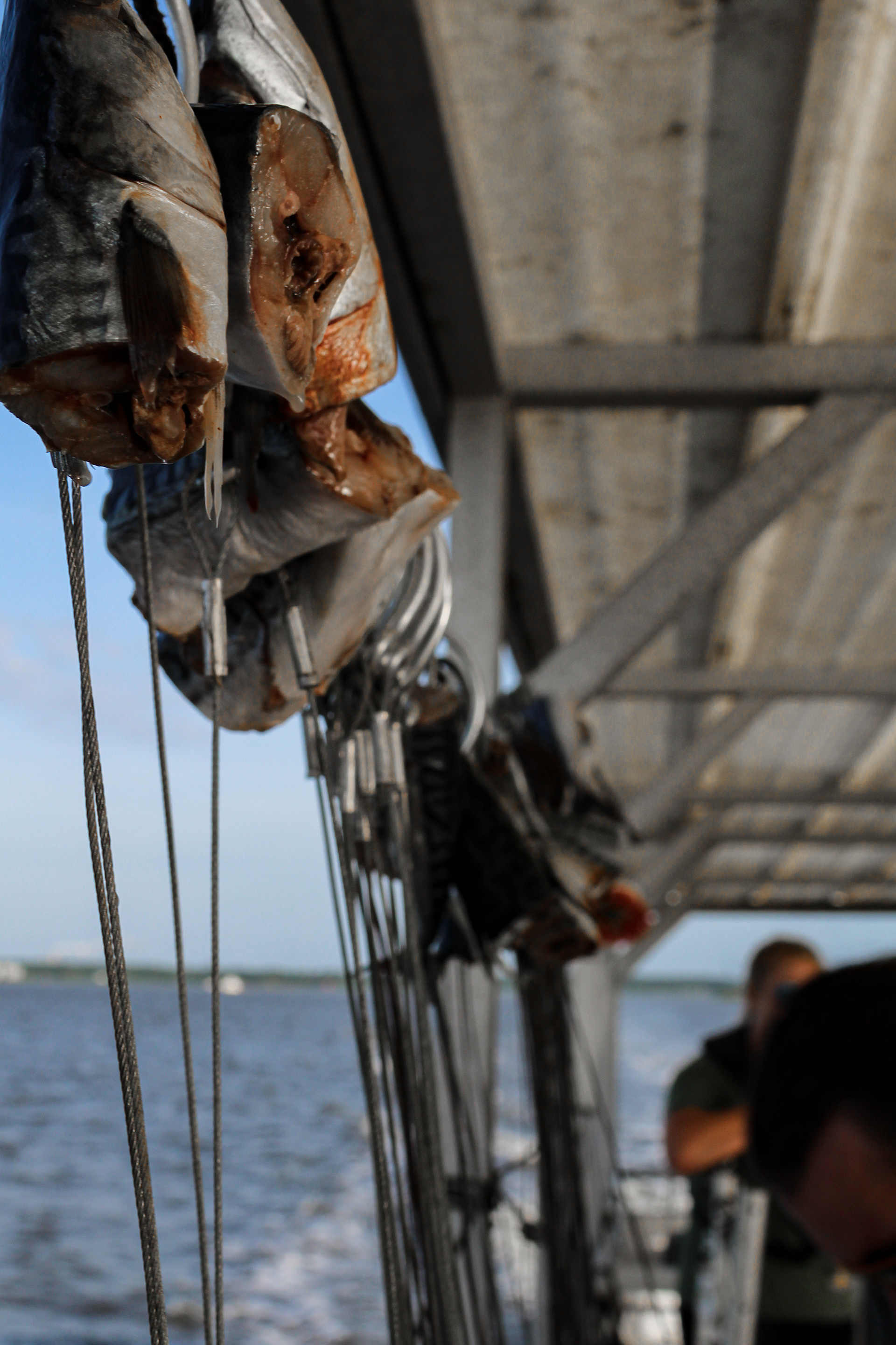 Longline baited hooks