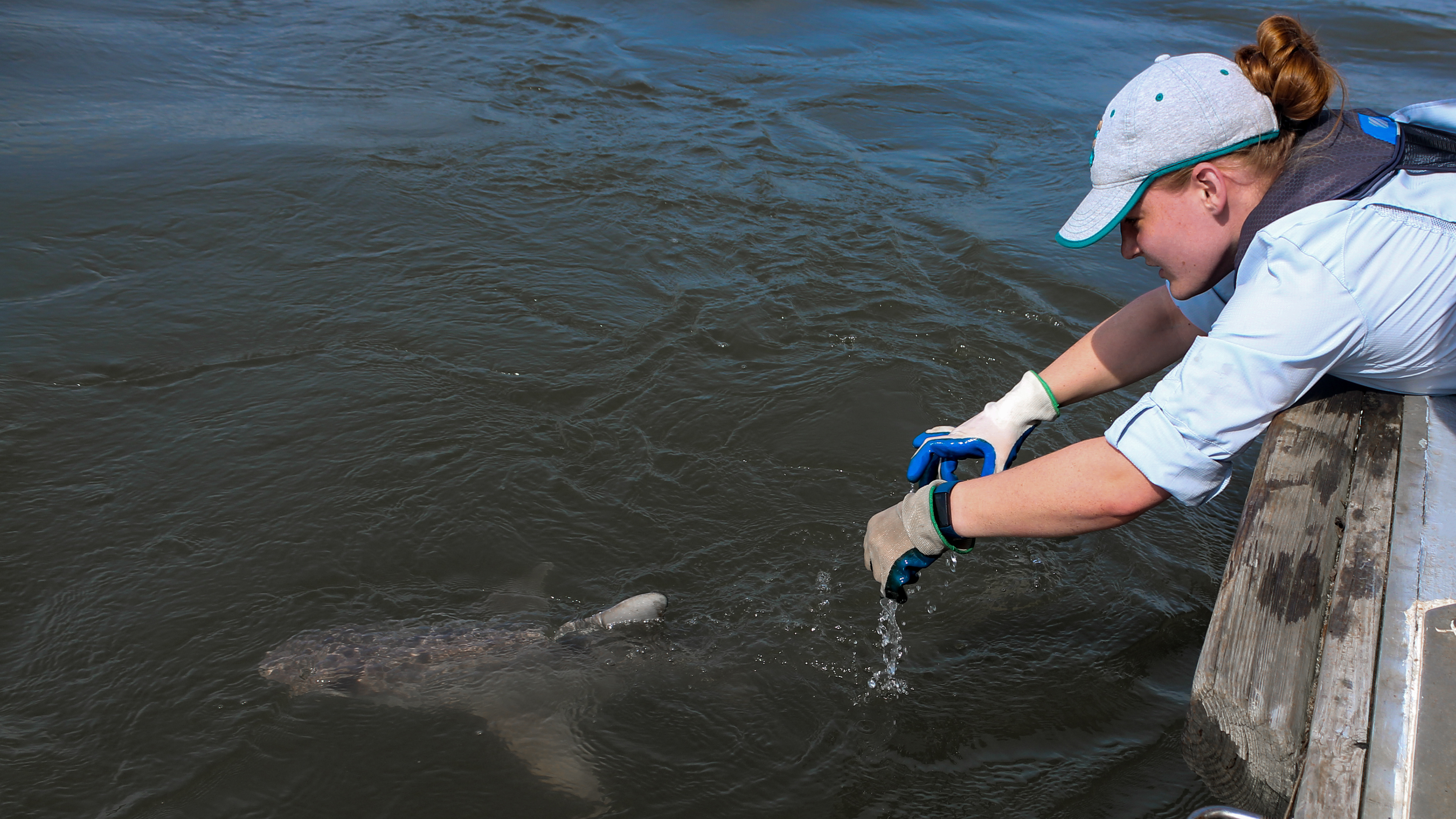 Releasing a juvenile female Sandbar Shark