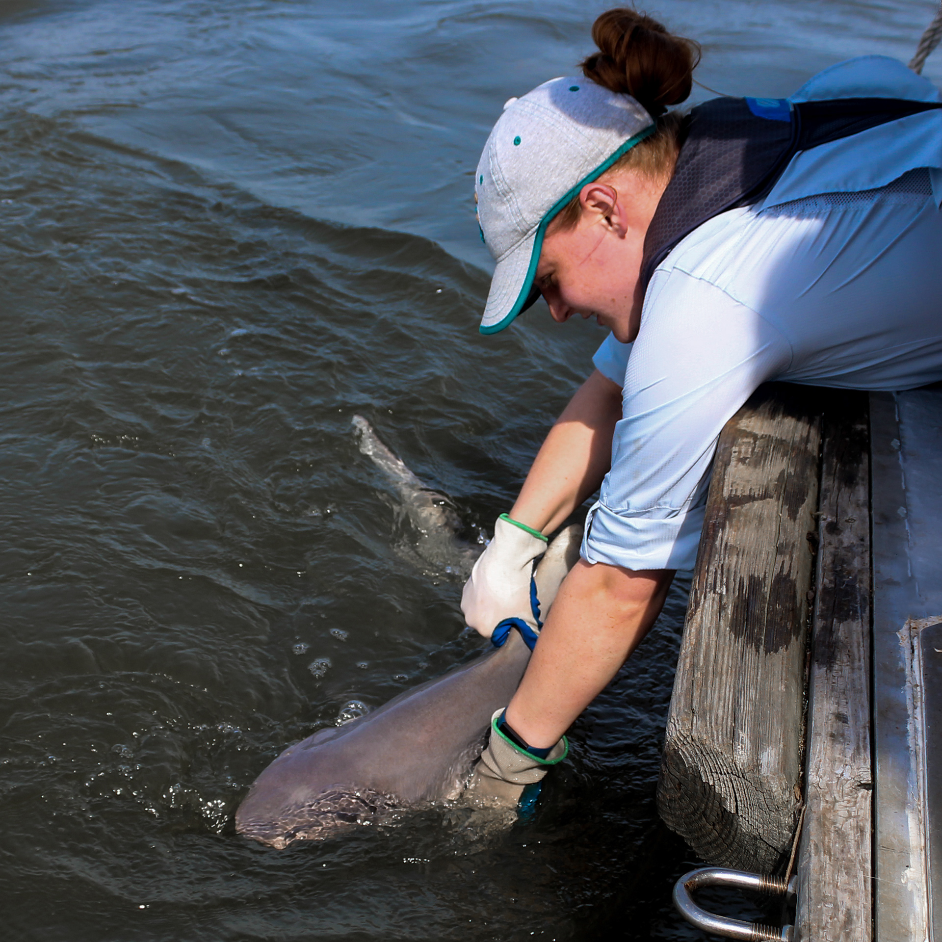Releasing a juvenile female Sandbar Shark