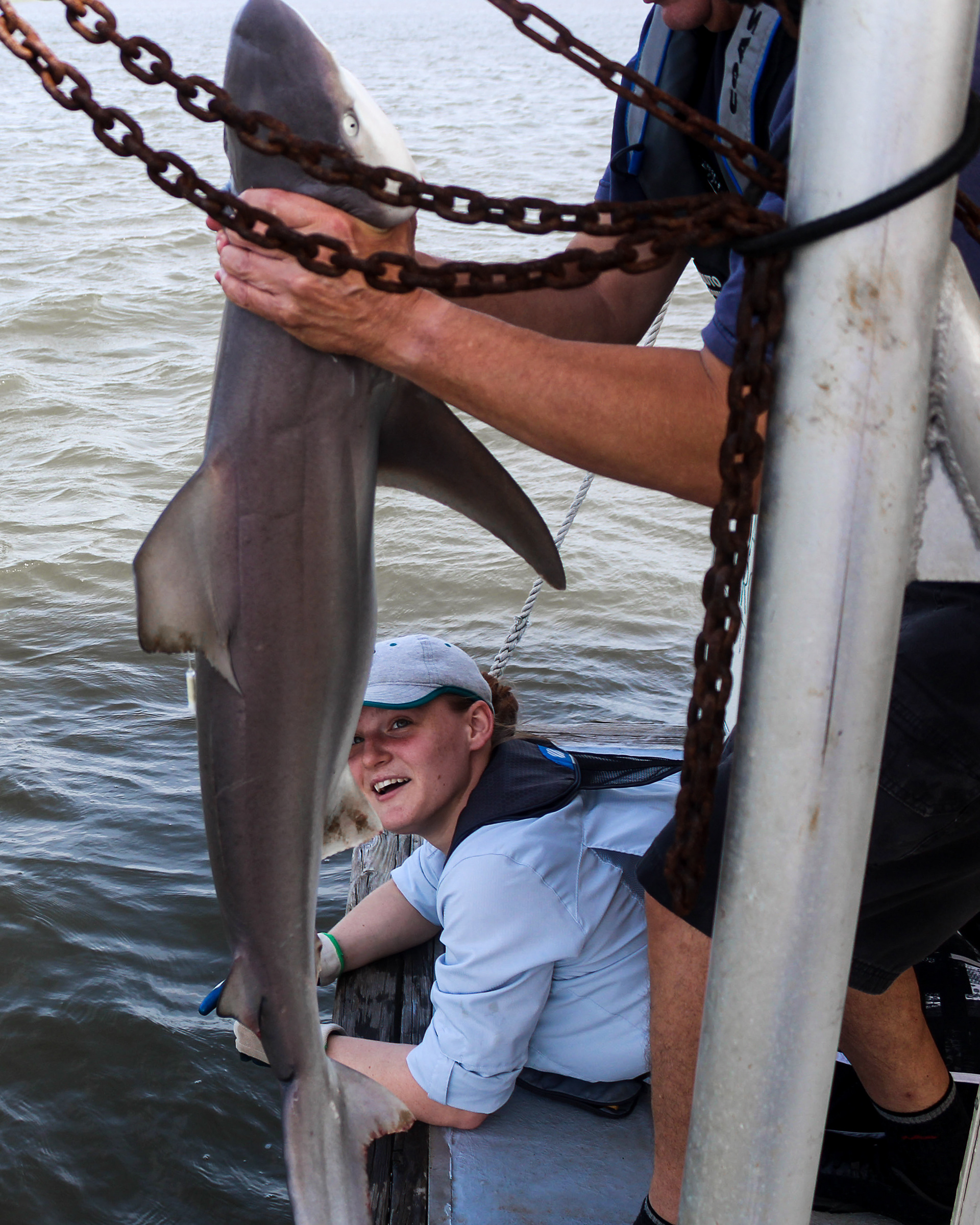 Releasing a juvenile female Sandbar Shark