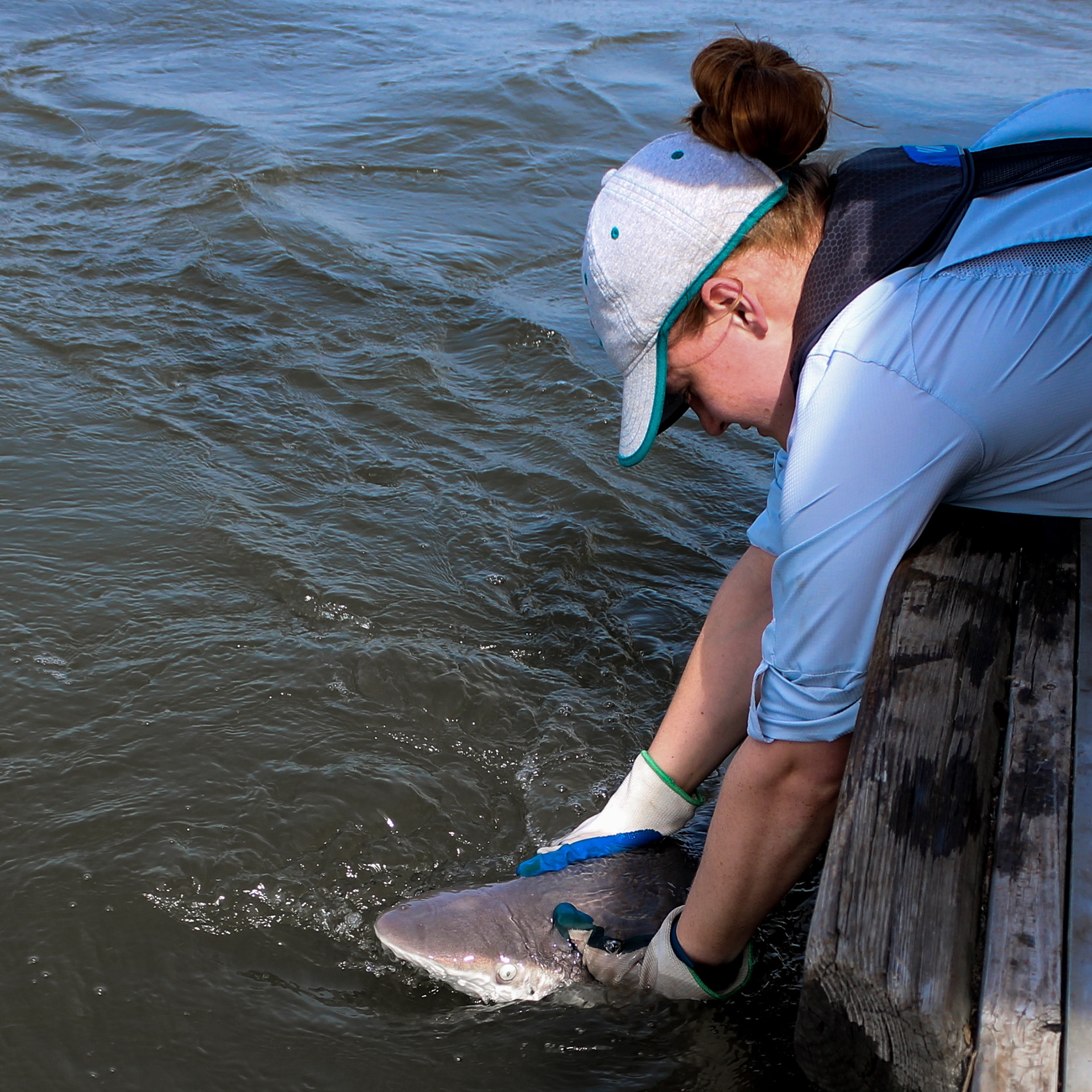 Releasing a juvenile female Sandbar Shark