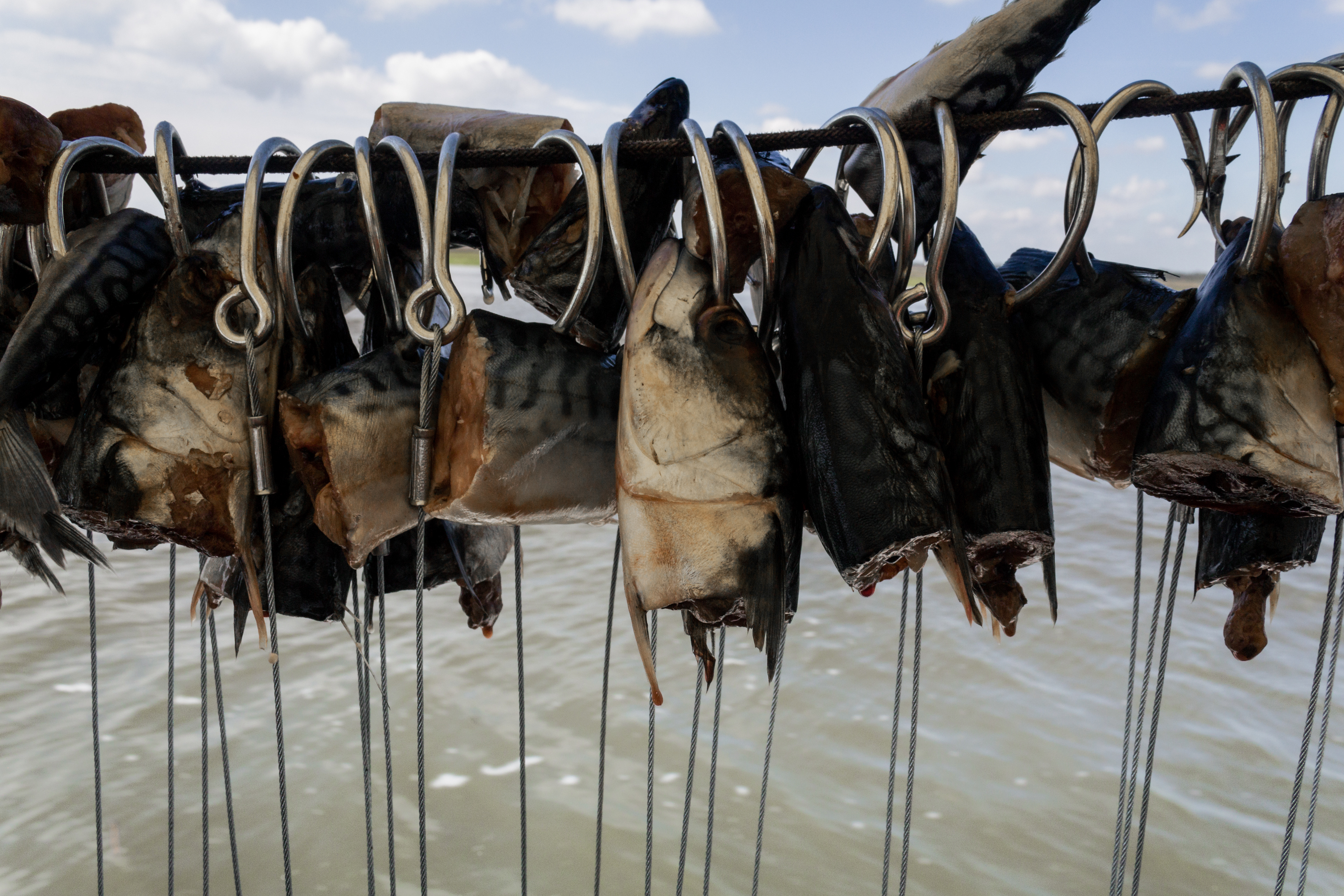 Longline baited hooks