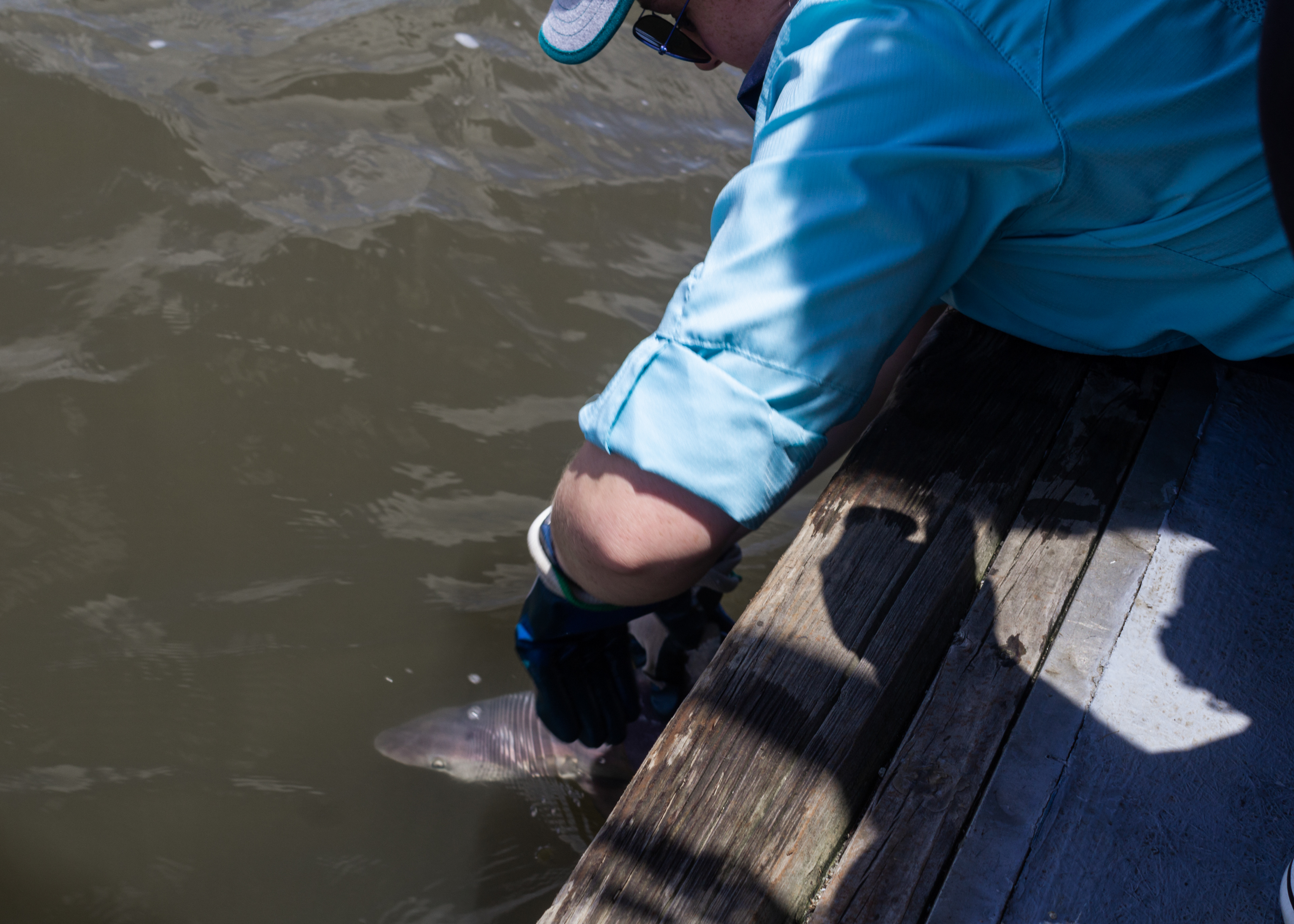 Releasing a YOY male Sandbar Shark