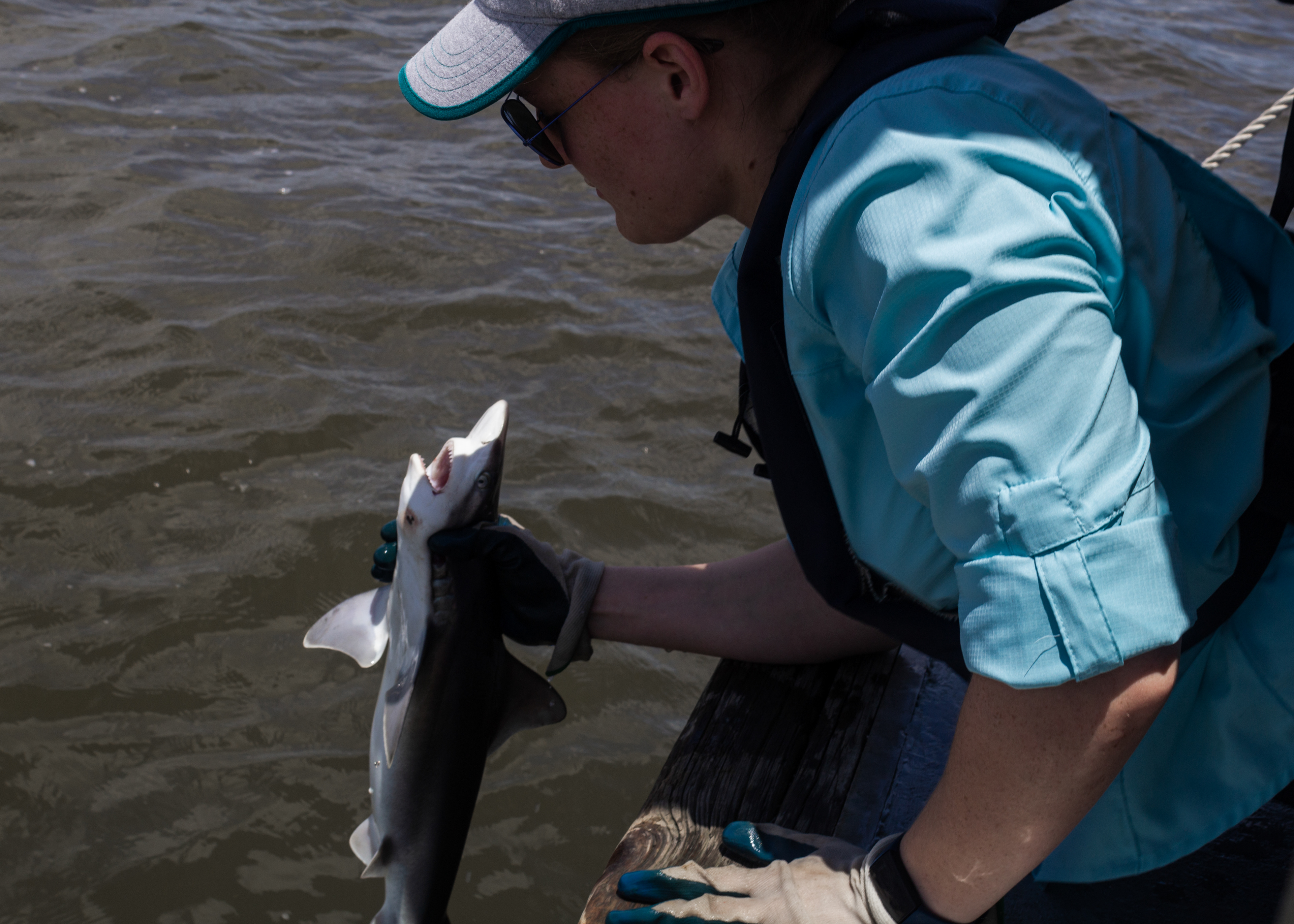 Releasing a YOY male Sandbar Shark