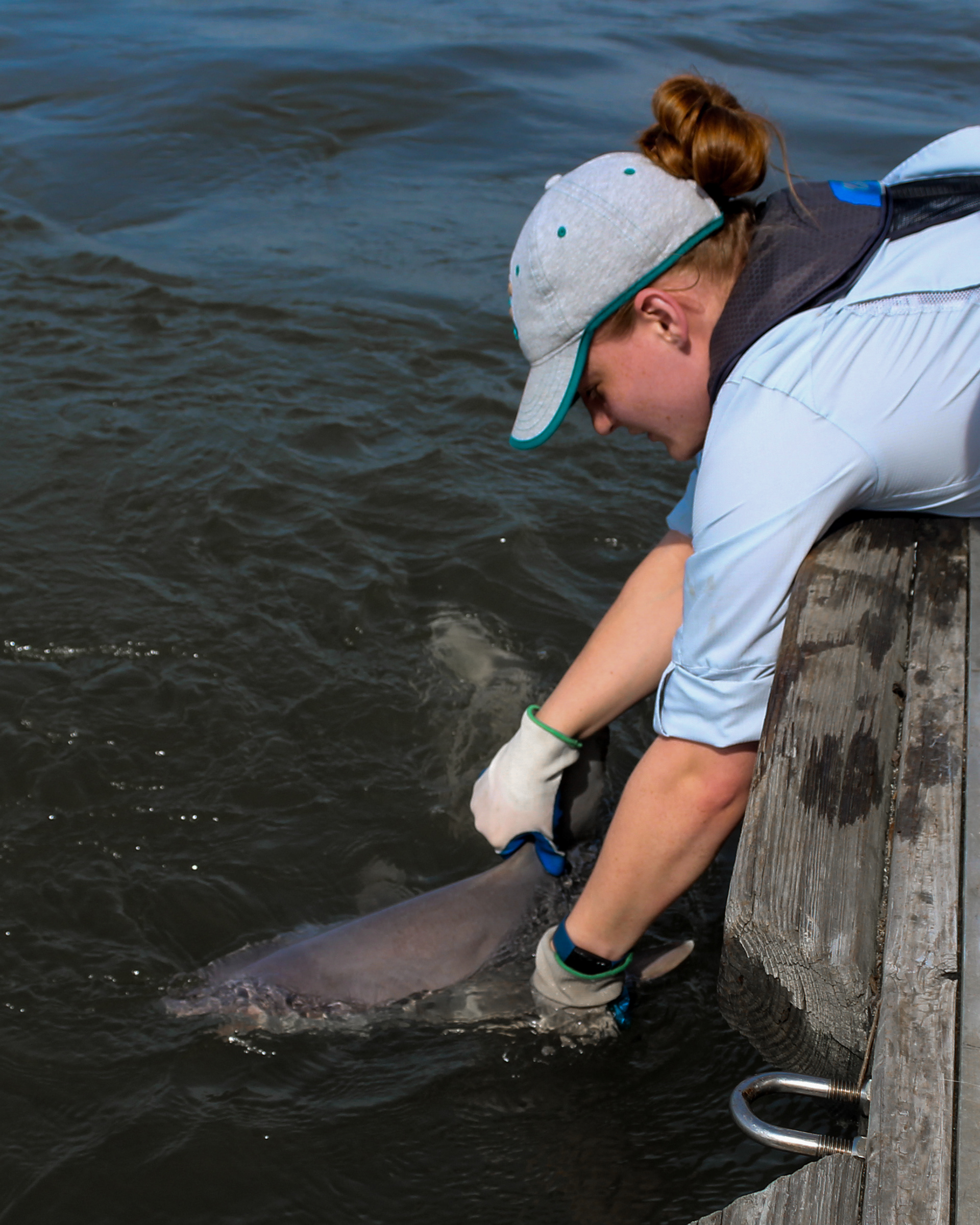 Releasing a juvenile female Sandbar Shark