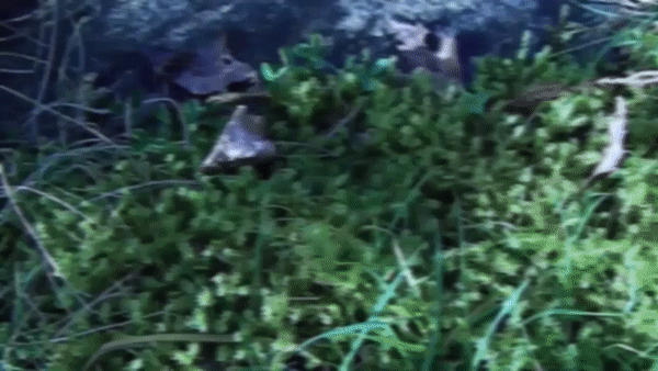 GARDEN STROLL (SHORT FILM)