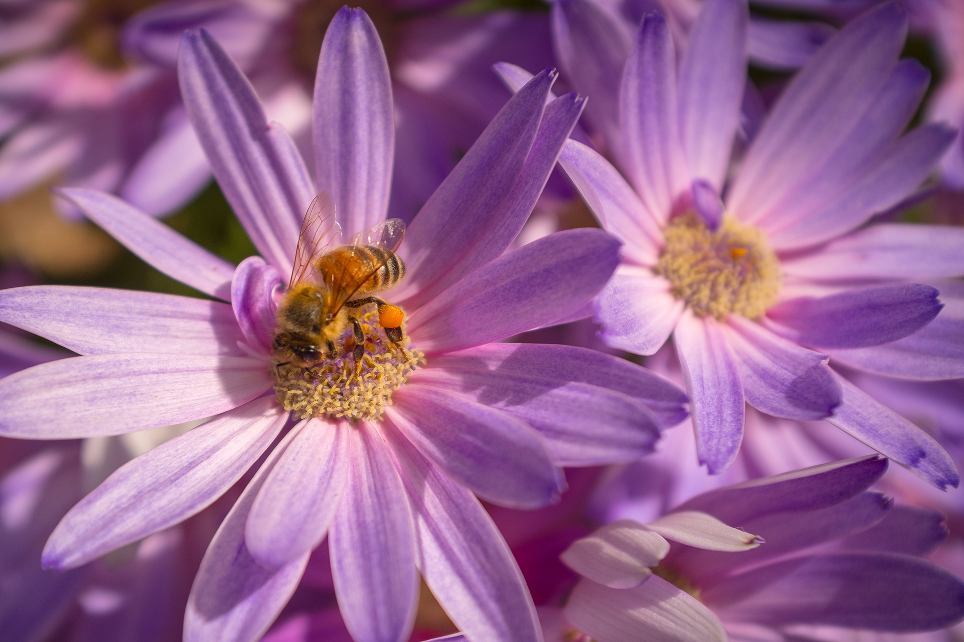 Bee collecting pollen from daisy
