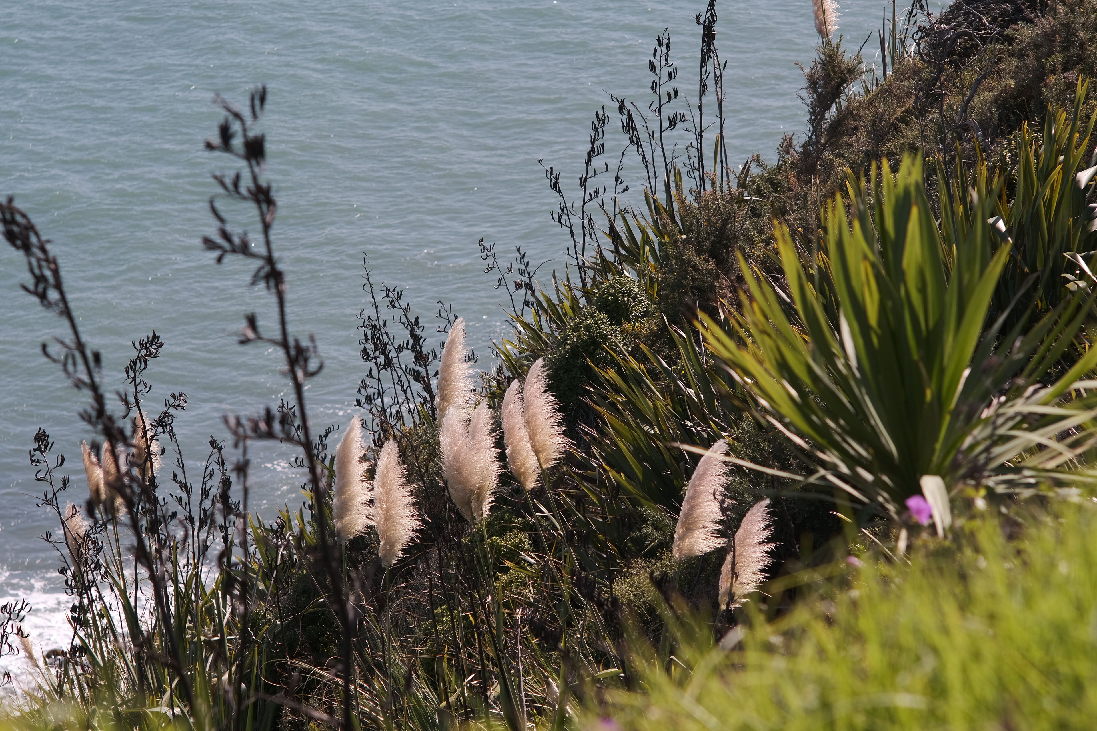 Flax and toitoi, Raglan, Aotearoa New Zealand