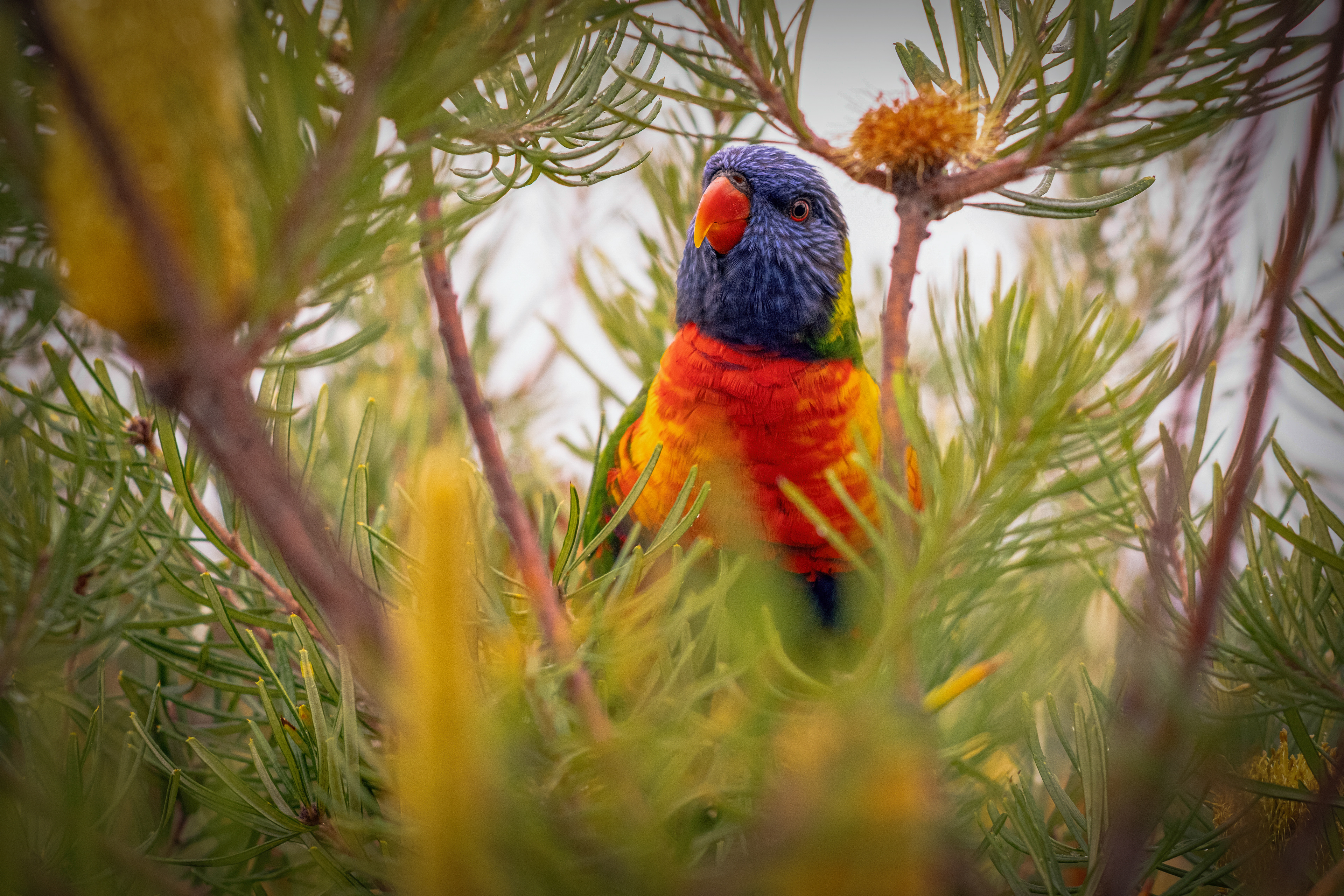 Rainbow lorikeet in banksia, Australia