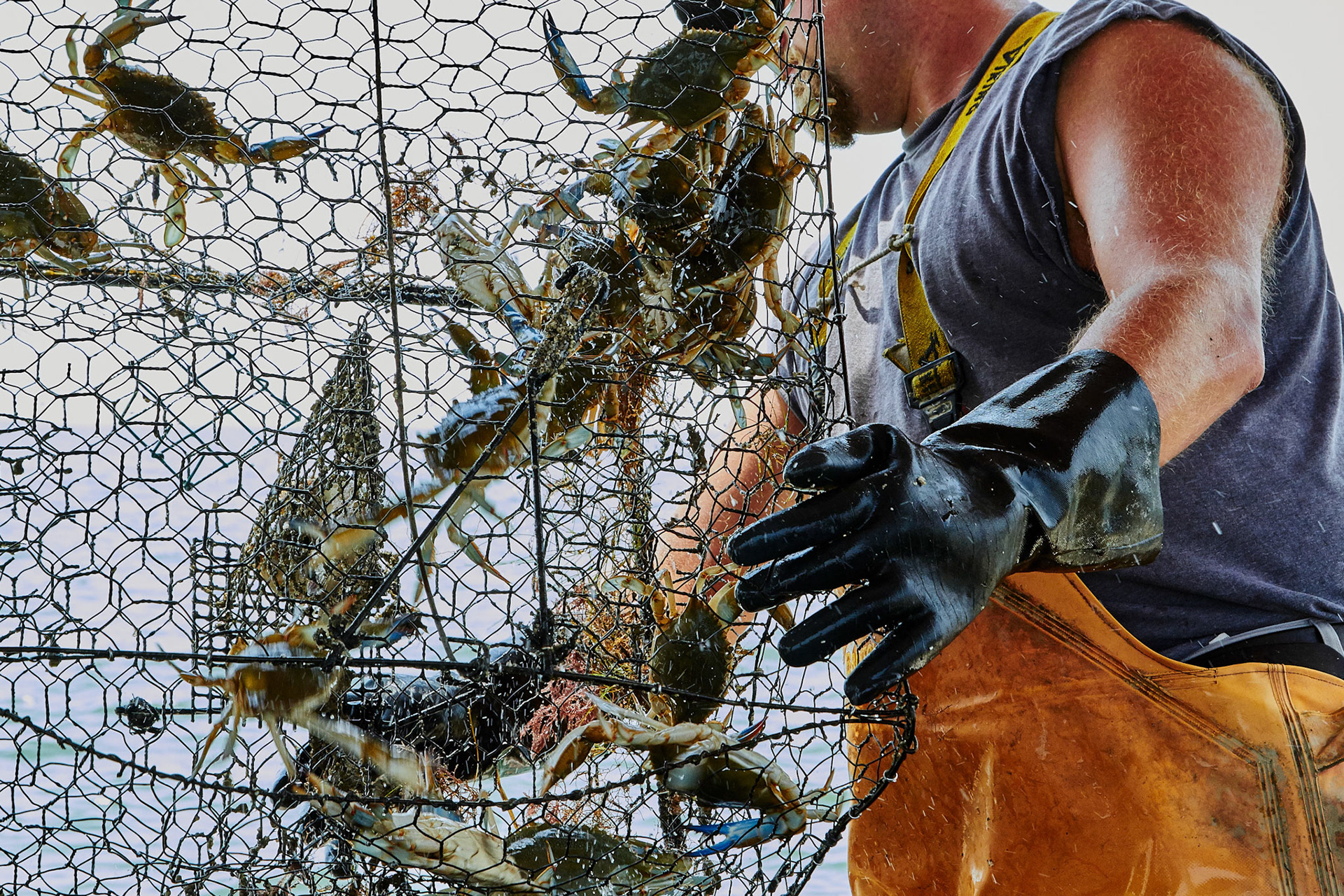 20170721 Independent Crab Producer StoryPhotographed by John J Kelly IIIRequest by Liz Kennedy &amp; Mike Kanter