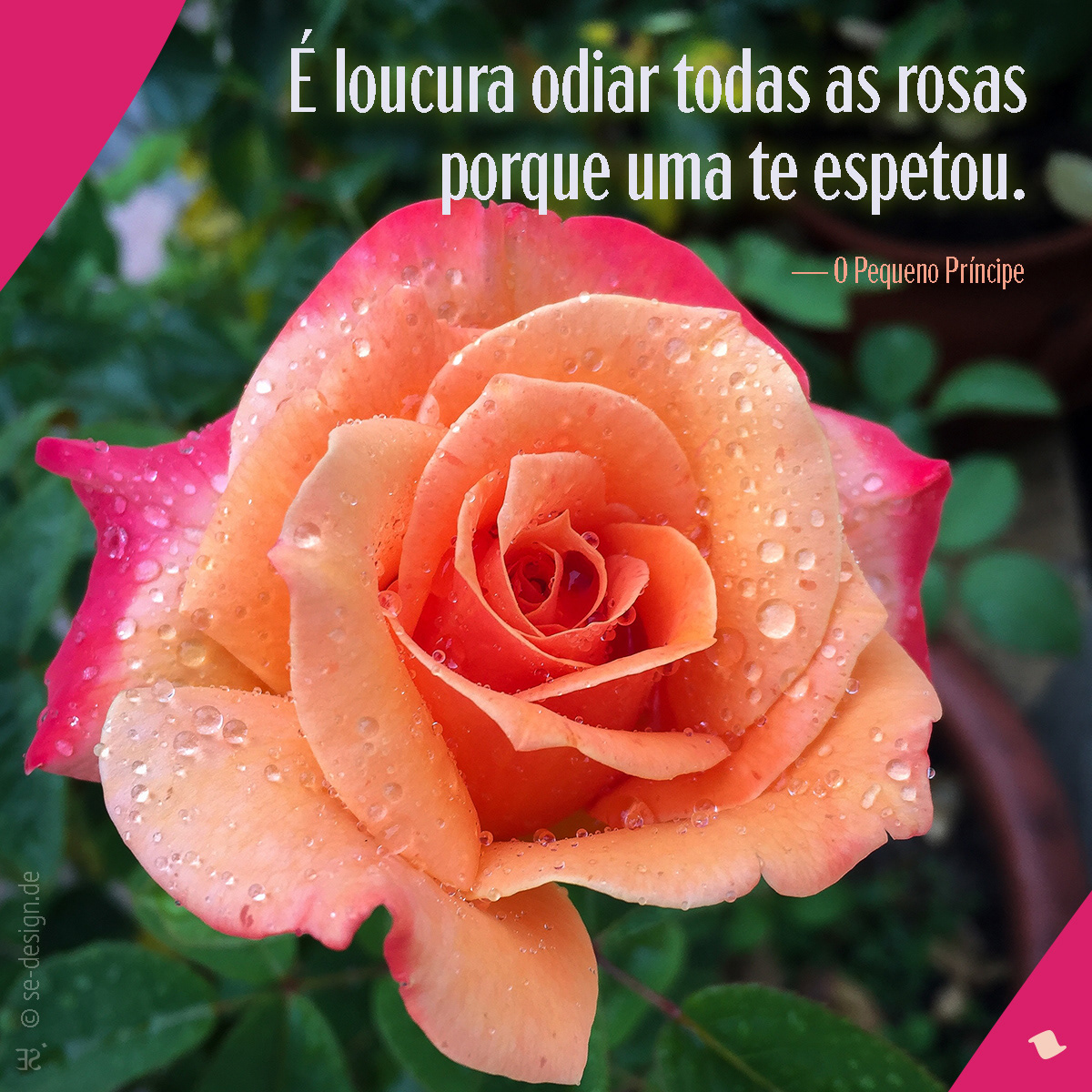 Es ist verrückt, alle Rosen zu hassen, weil dich eine gestochen hat. -Saint-Exupéry