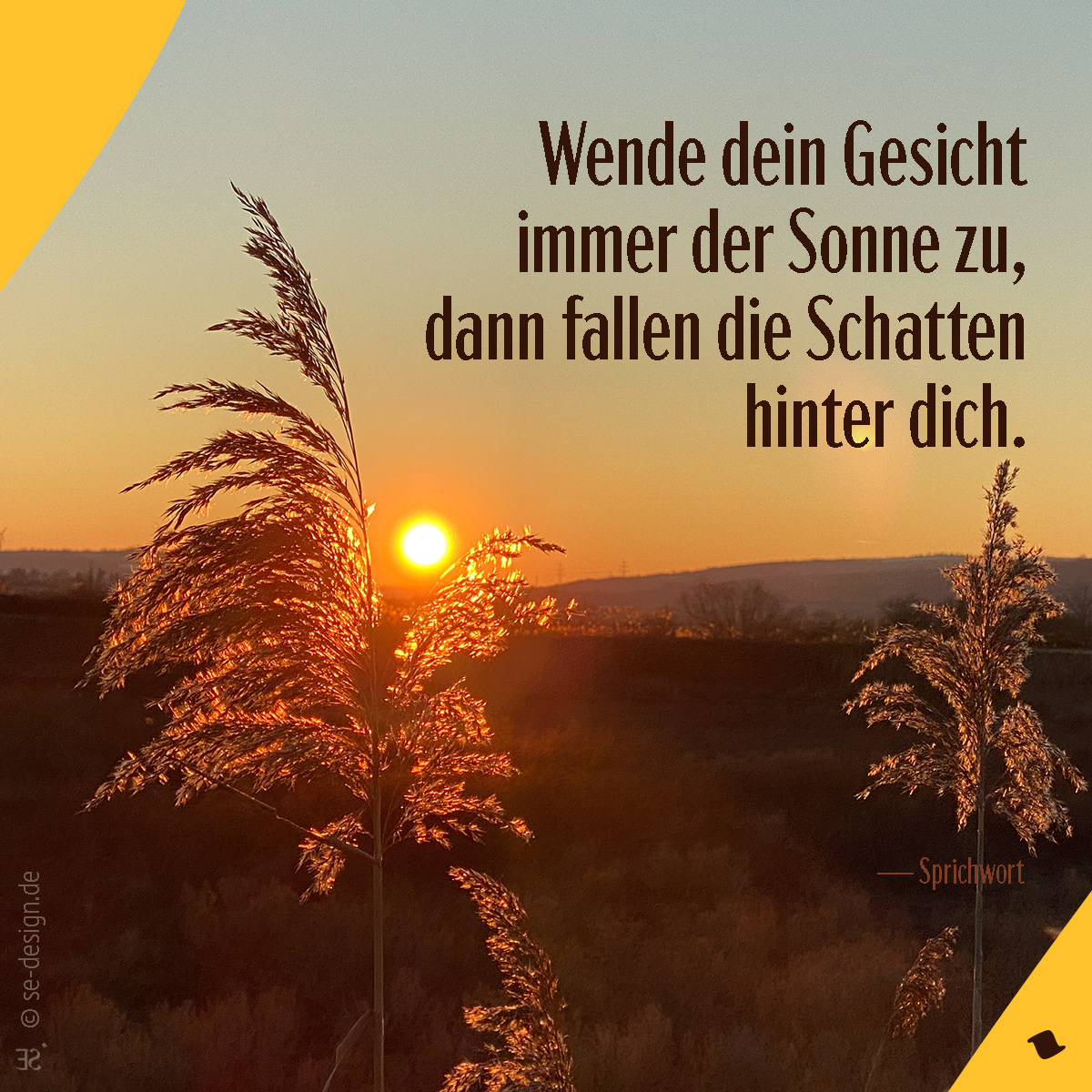 Wende dein Gesicht immer der Sonne zu, dann fallen die Schatten hinter dich. -Sprichwort