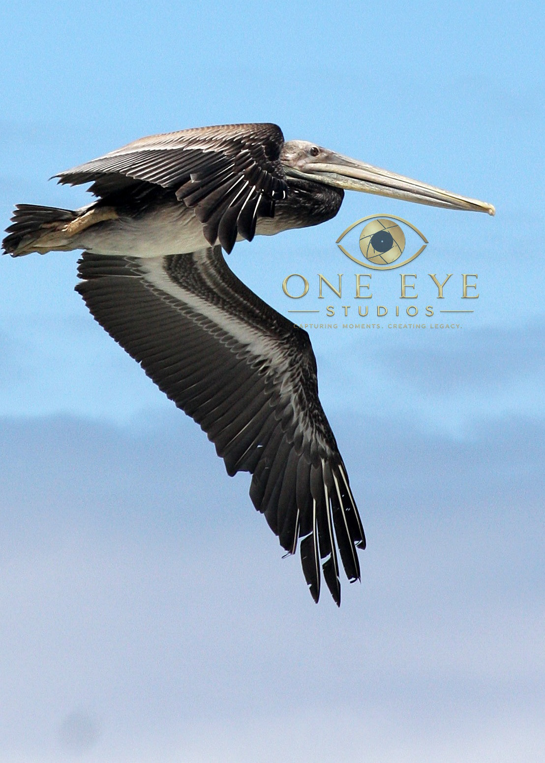 Brown Pelican in Flight