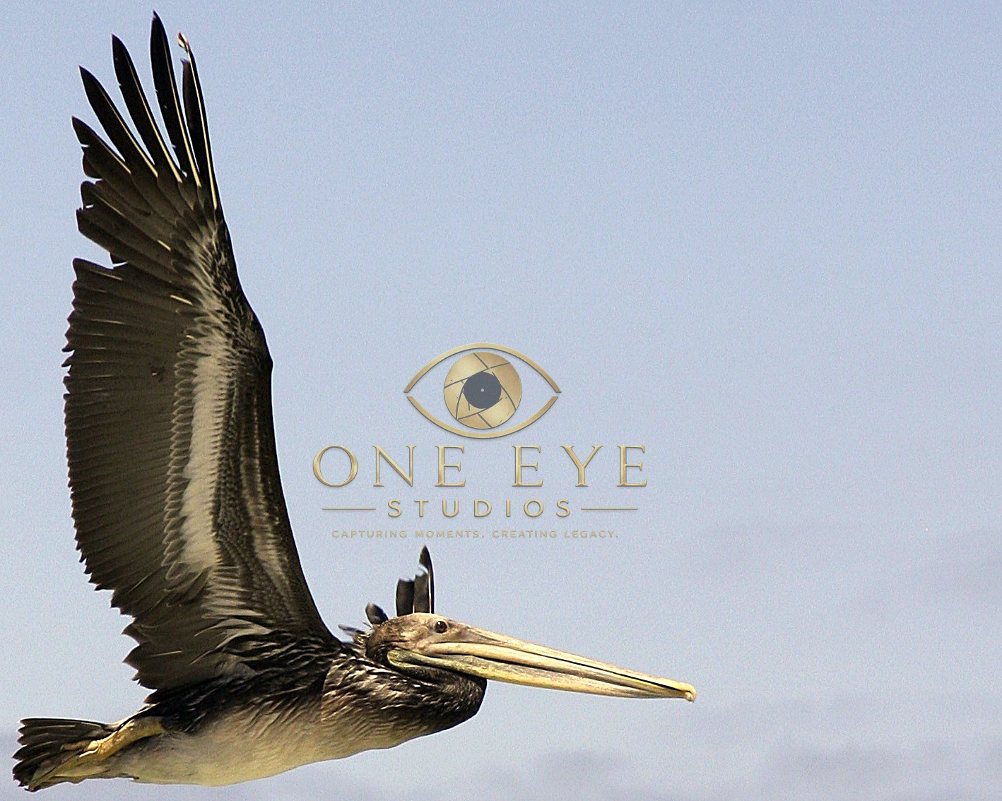 Brown Pelican in Flight