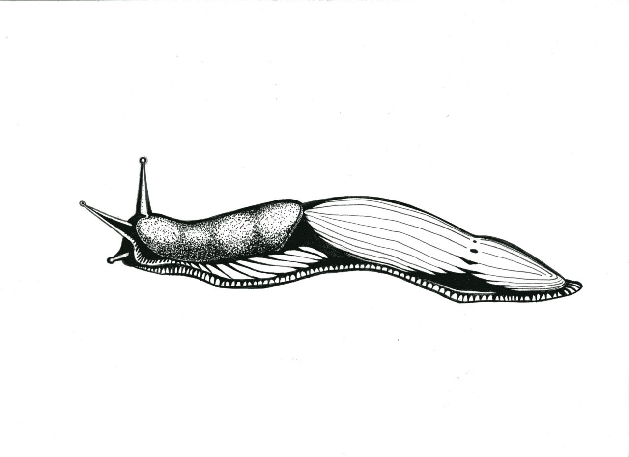 Inky banana slug illustration