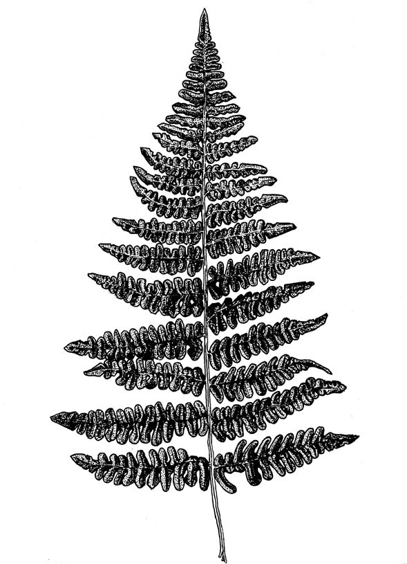 Inky fern illustration