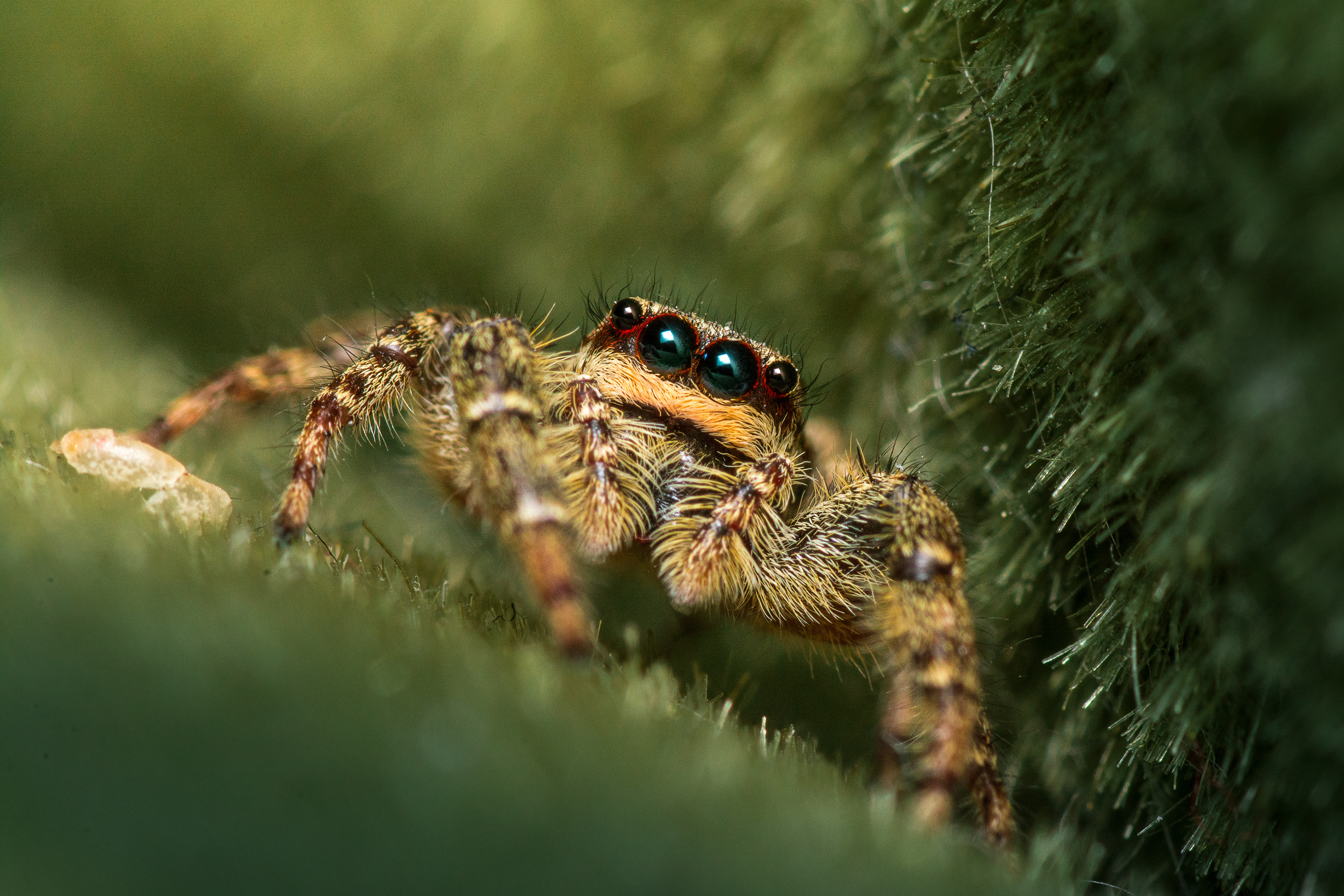 A Macro Photo of a Jumping Spider nestled in Green Gras