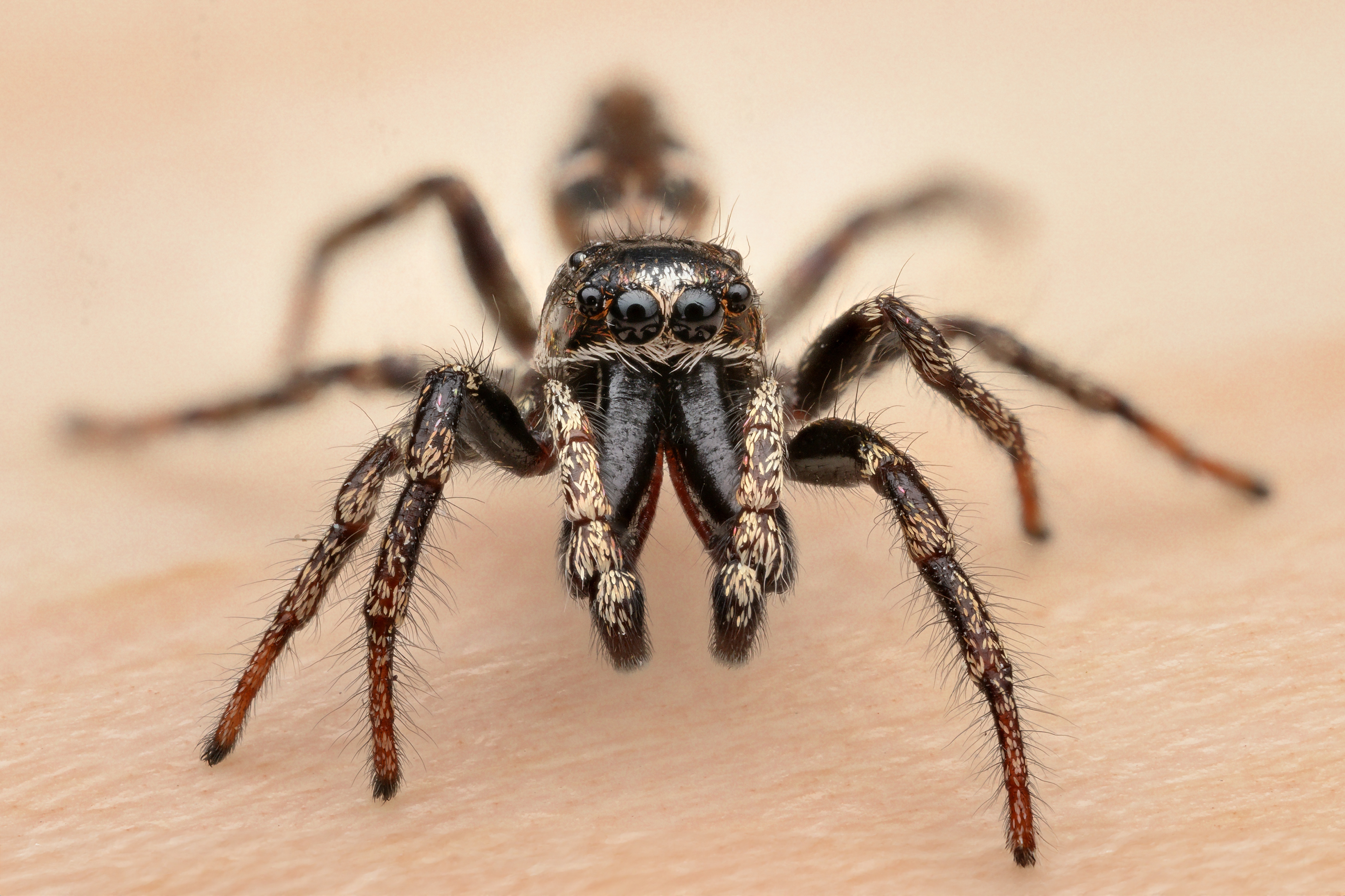 Close up macro portrait of a male jumpinspider sitting on a desk