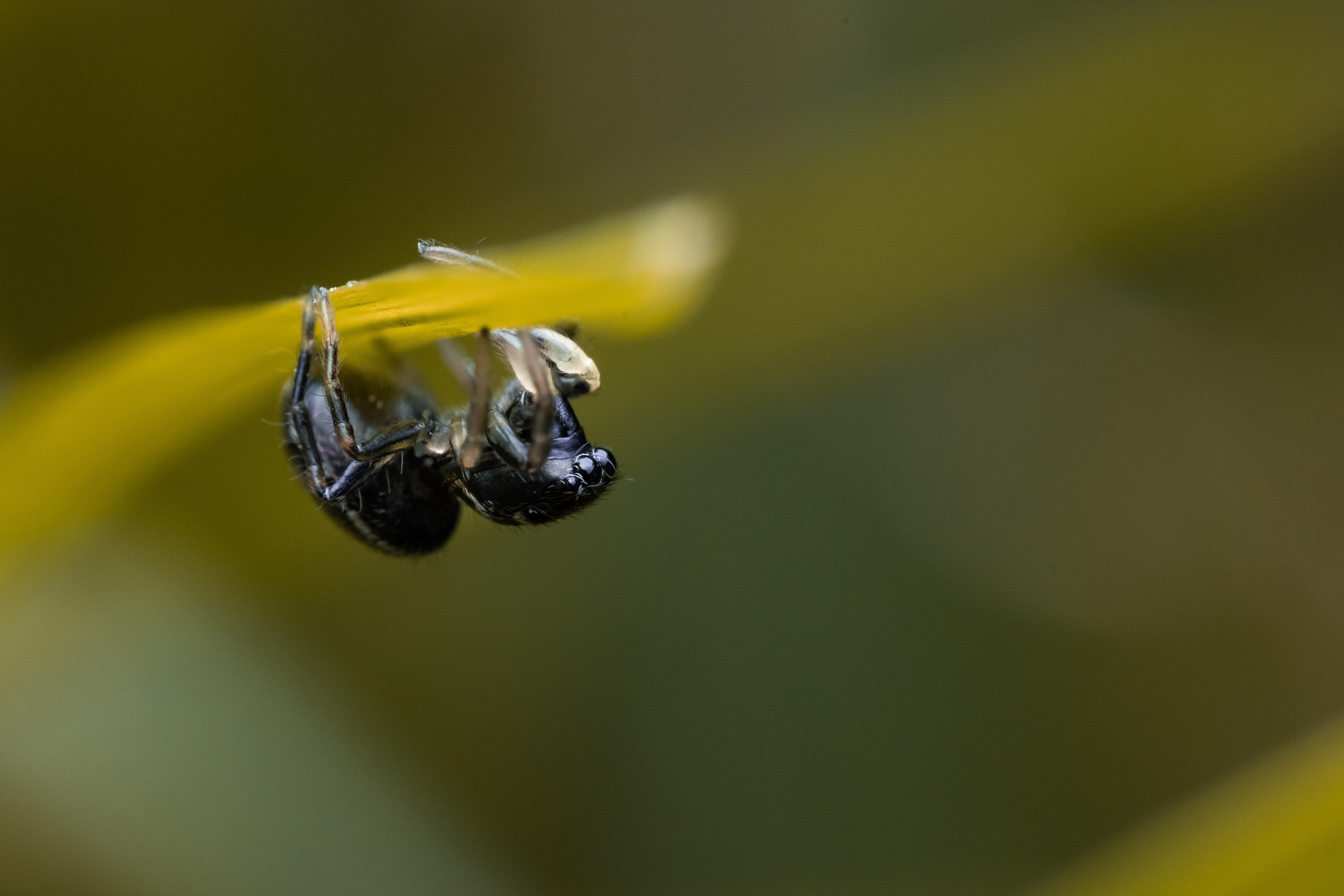 Close up Photo of a tiny black Jumping Spider climbing up a single blade of grass