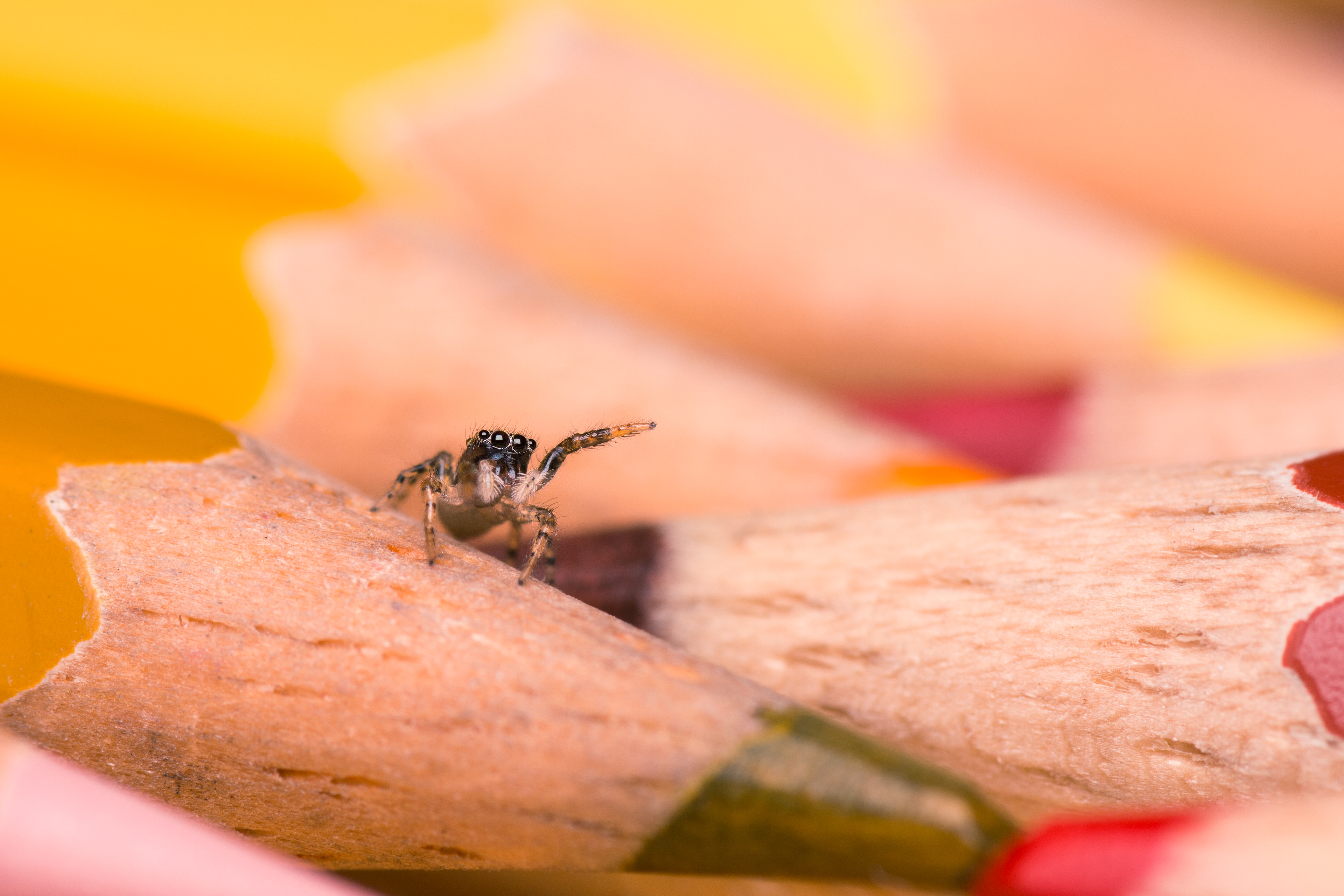 macro photo of a tiny baby jumpin spider sitting on colorful pencils waving at the camera