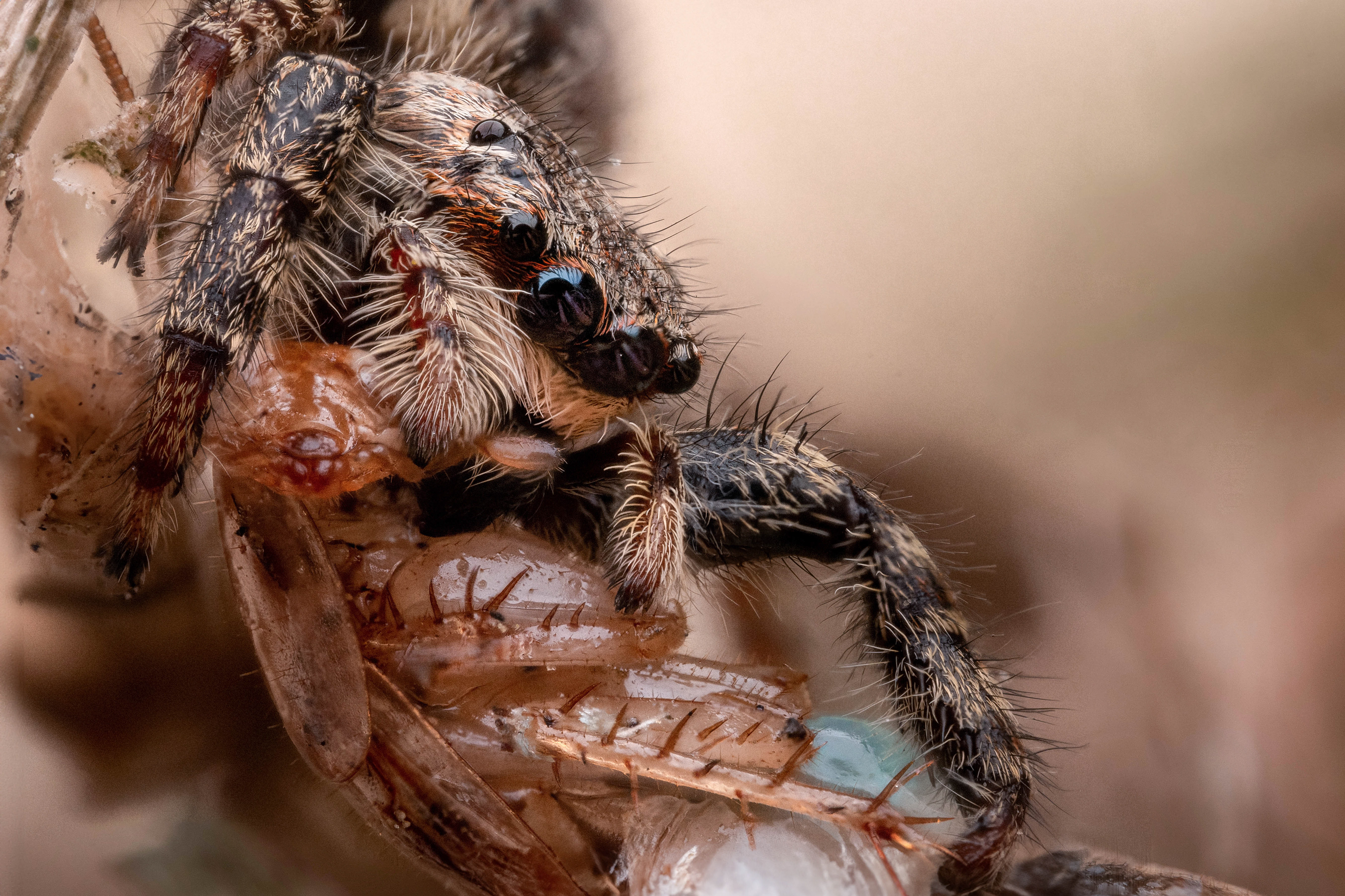 A Close Up Macro Photo of a Jumping Spider eating an Insect