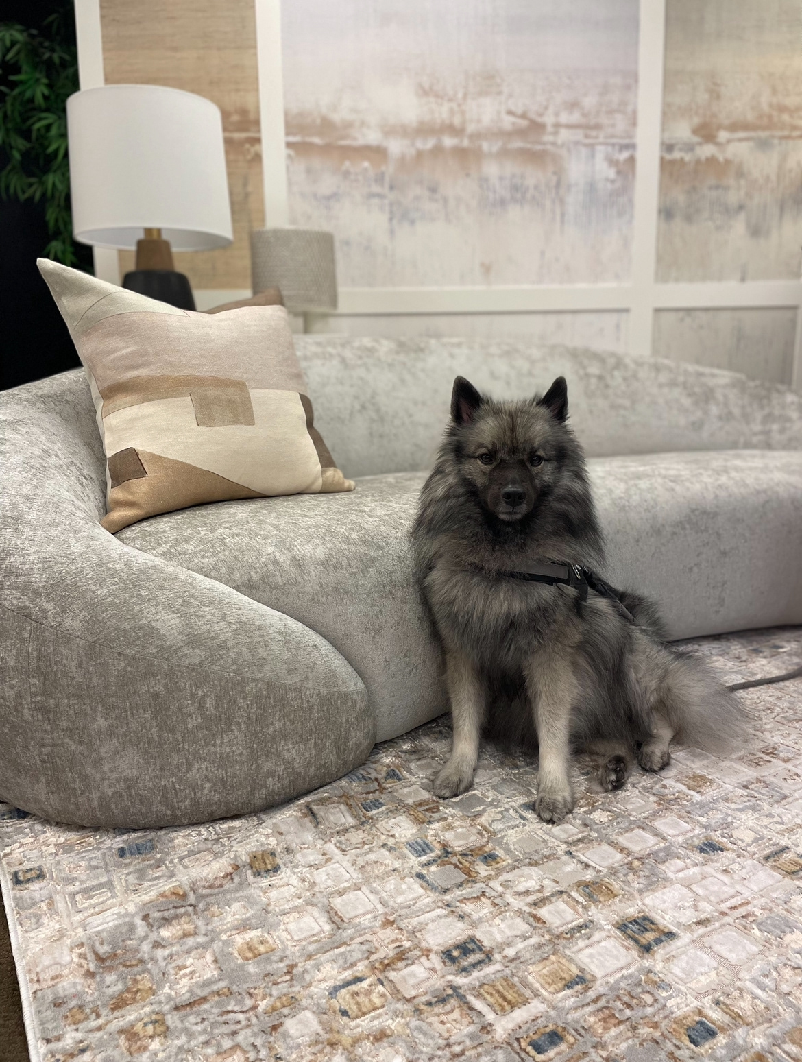 JUNEAU (4) - KEESHOND 