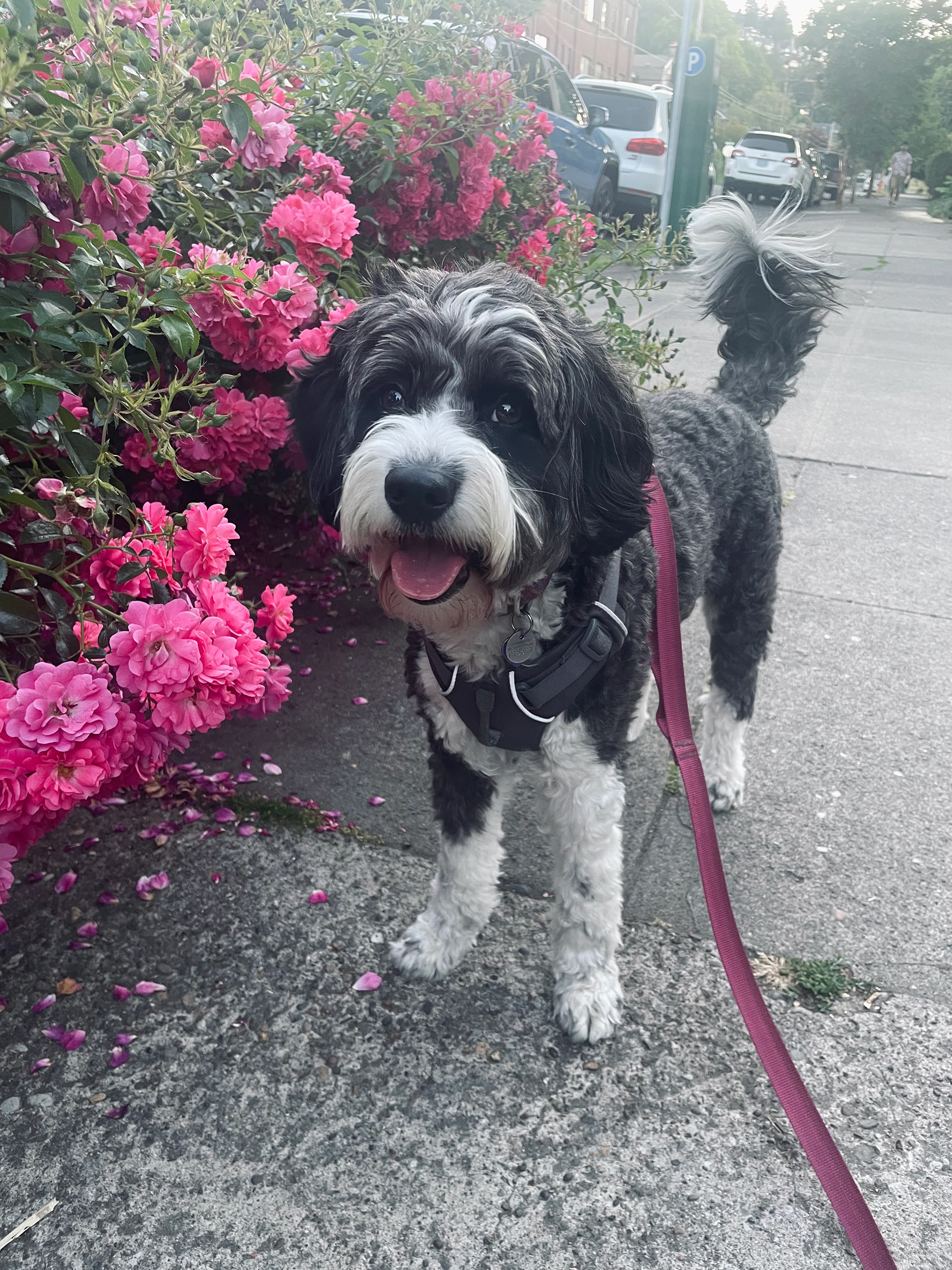 LOLA (4) AUSSIE POODLE 