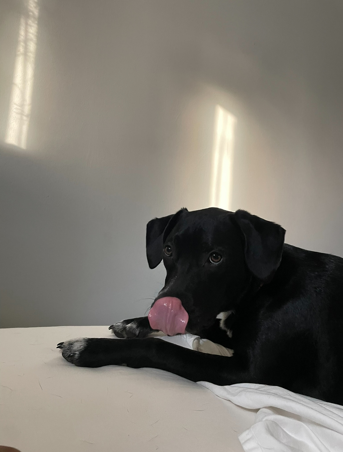 AVERY (5) SHORT HAIR 