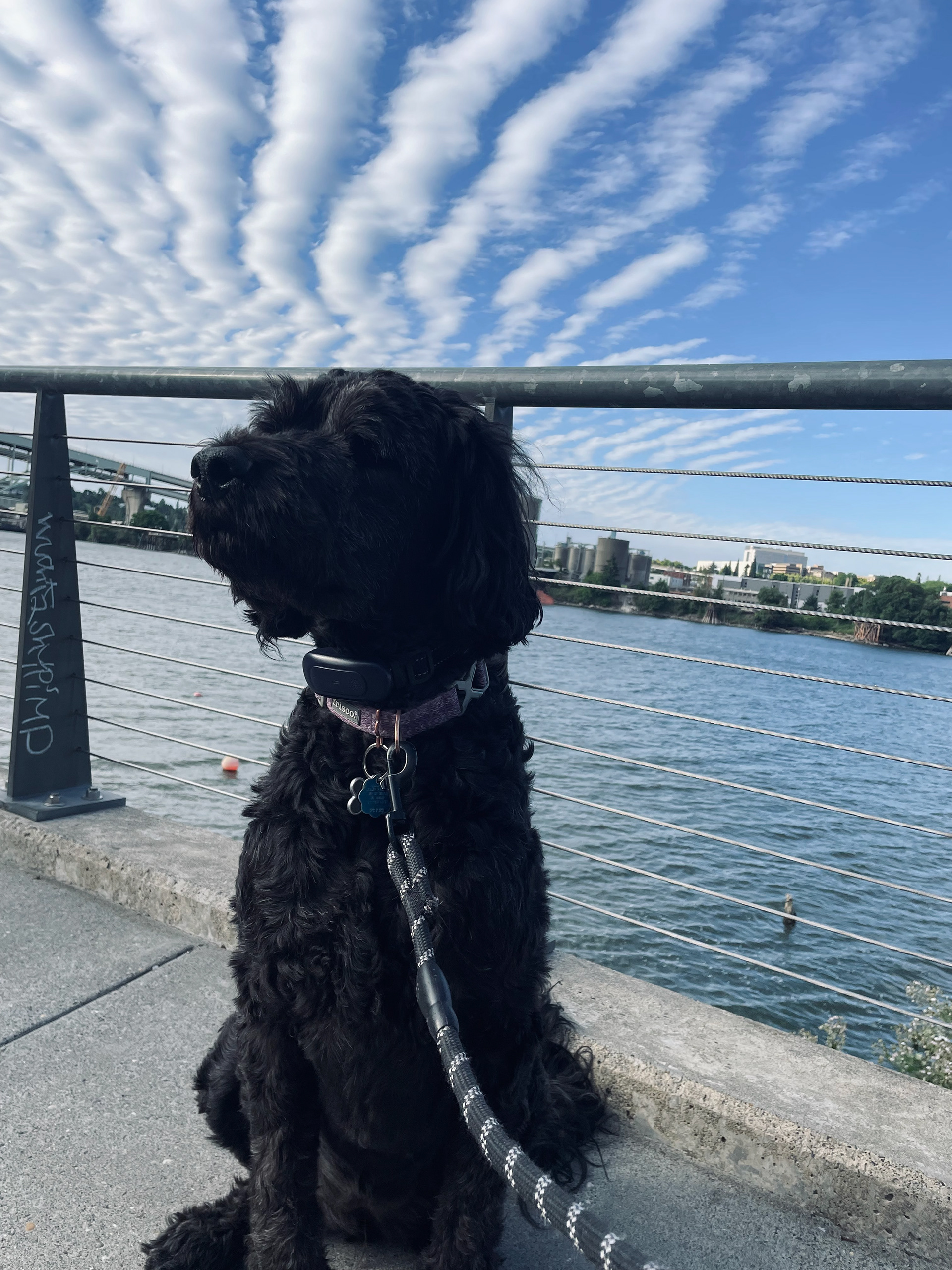 LUNA (4) SAINT BERDOODLE 