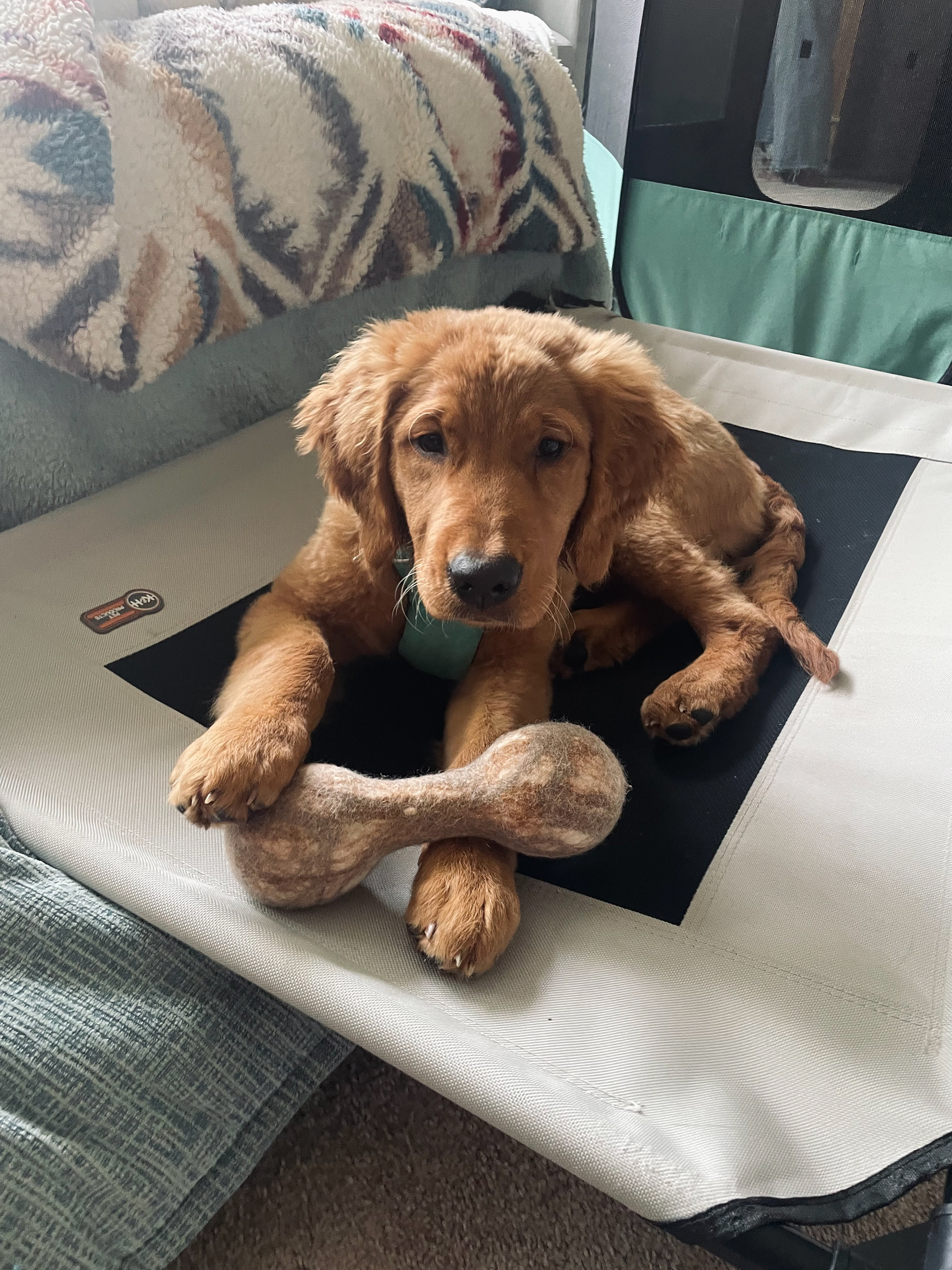 SEV (1) GOBER GOLDEN 