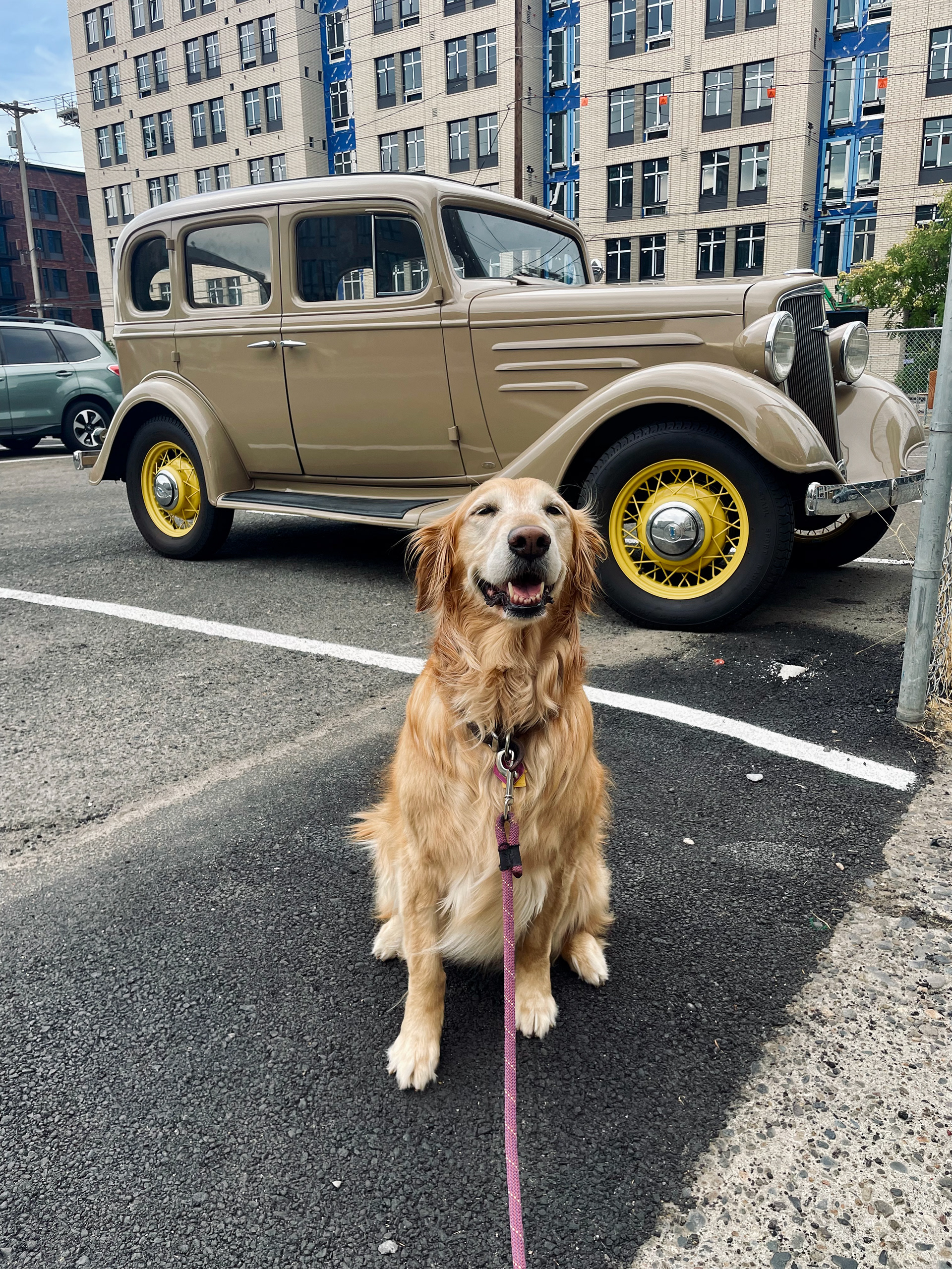 MURPHY (10) - GOLDEN RETRIEVER