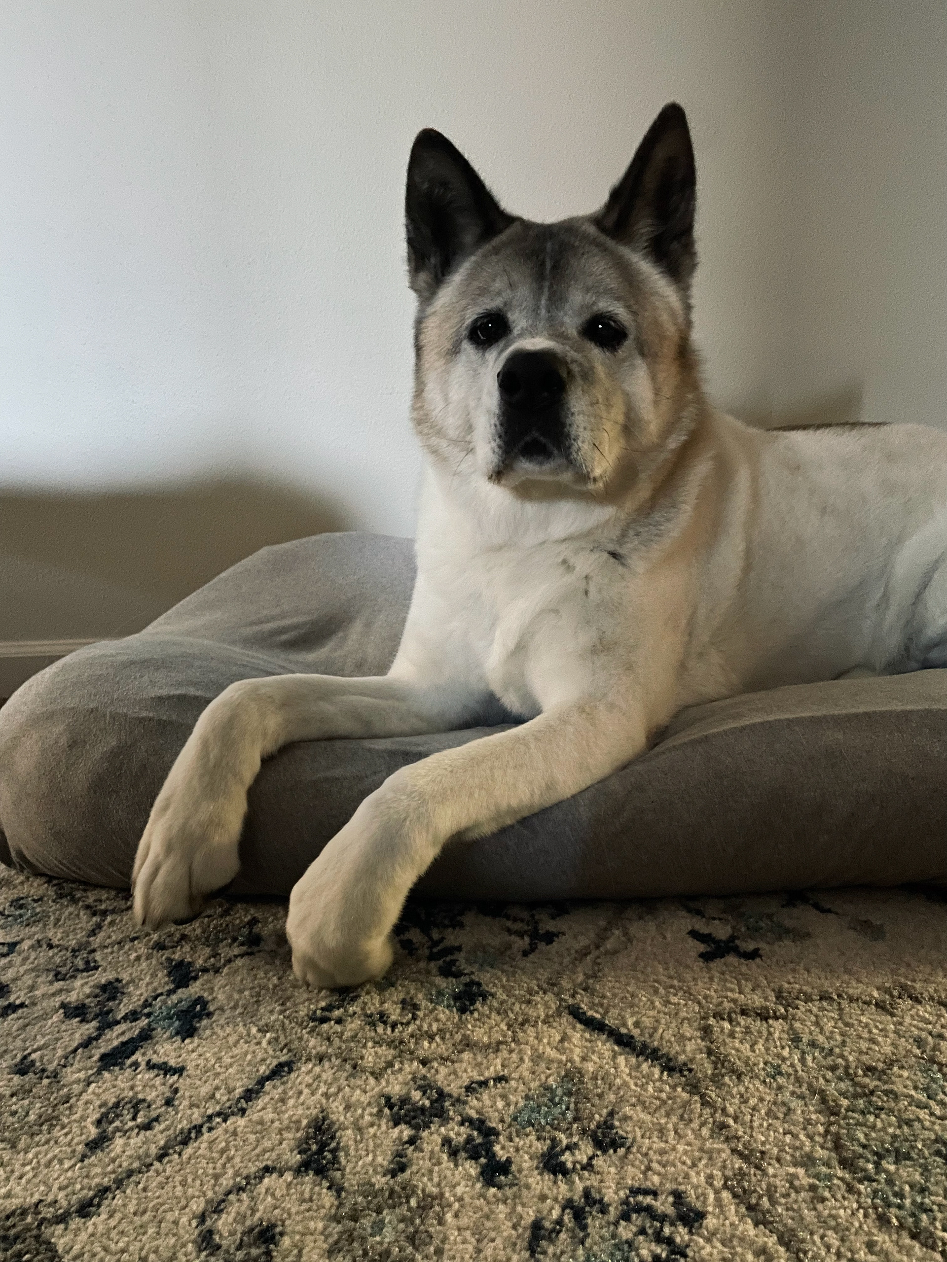 ZEUS (14) AKITA 