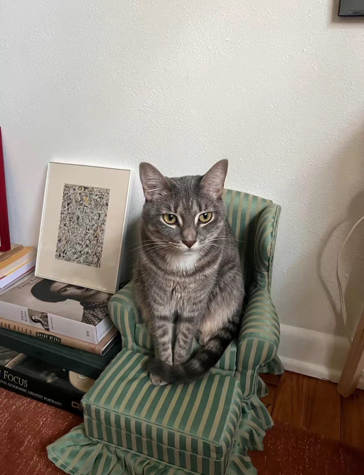 OLIVE (3) SHORT HAIR 