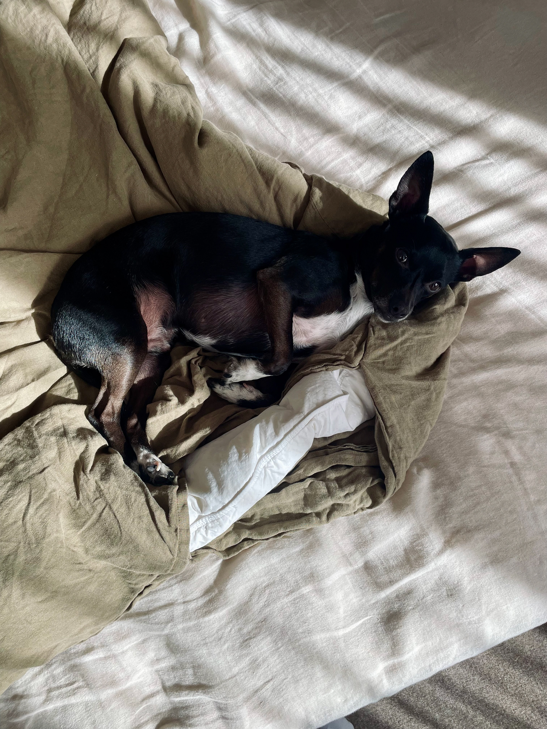 BAXTER (5) CHIHUAHUA TERRIER