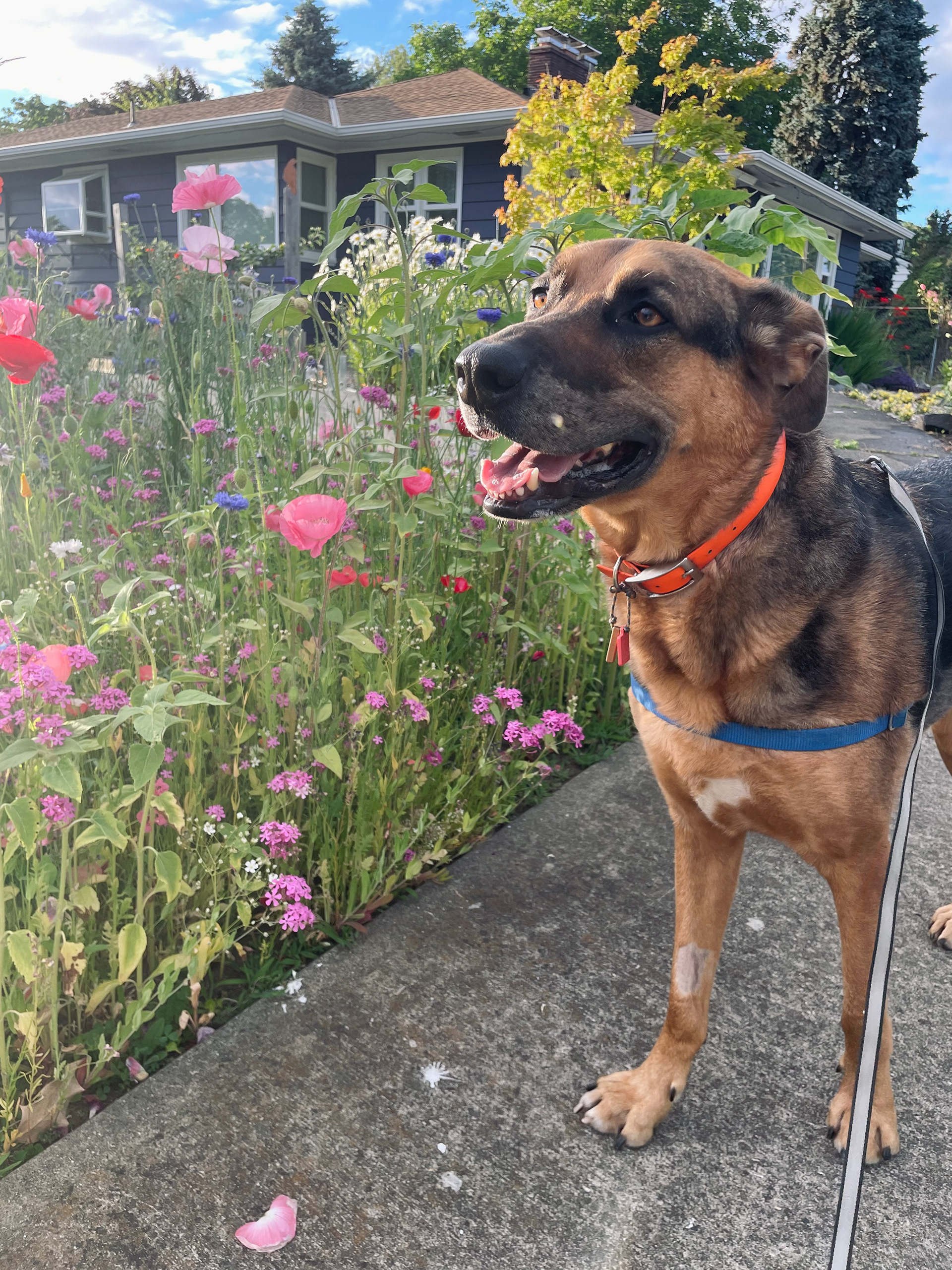 BANJO (5) GERMAN SHEPARD