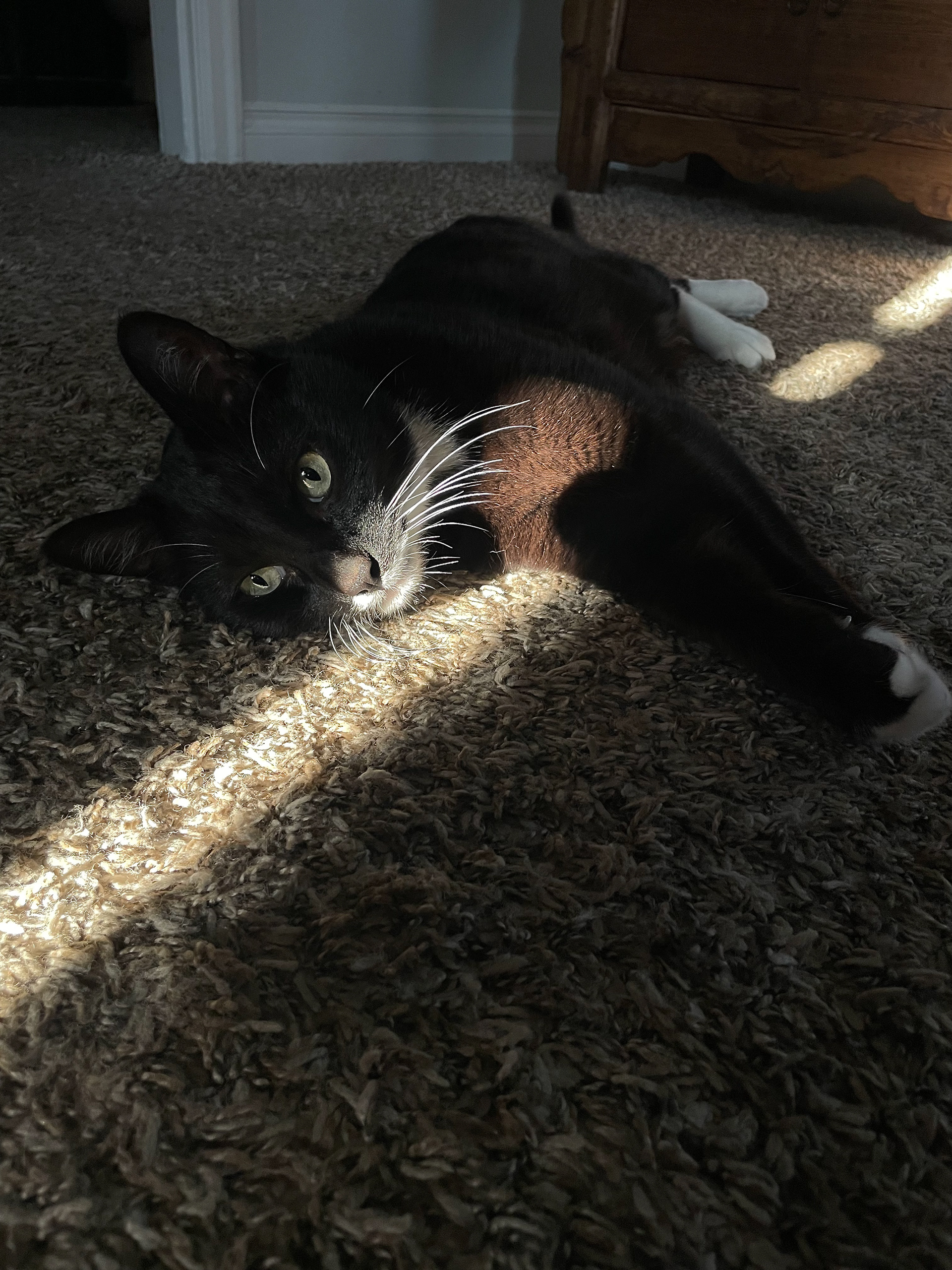 AVERY (5) SHORT HAIR 