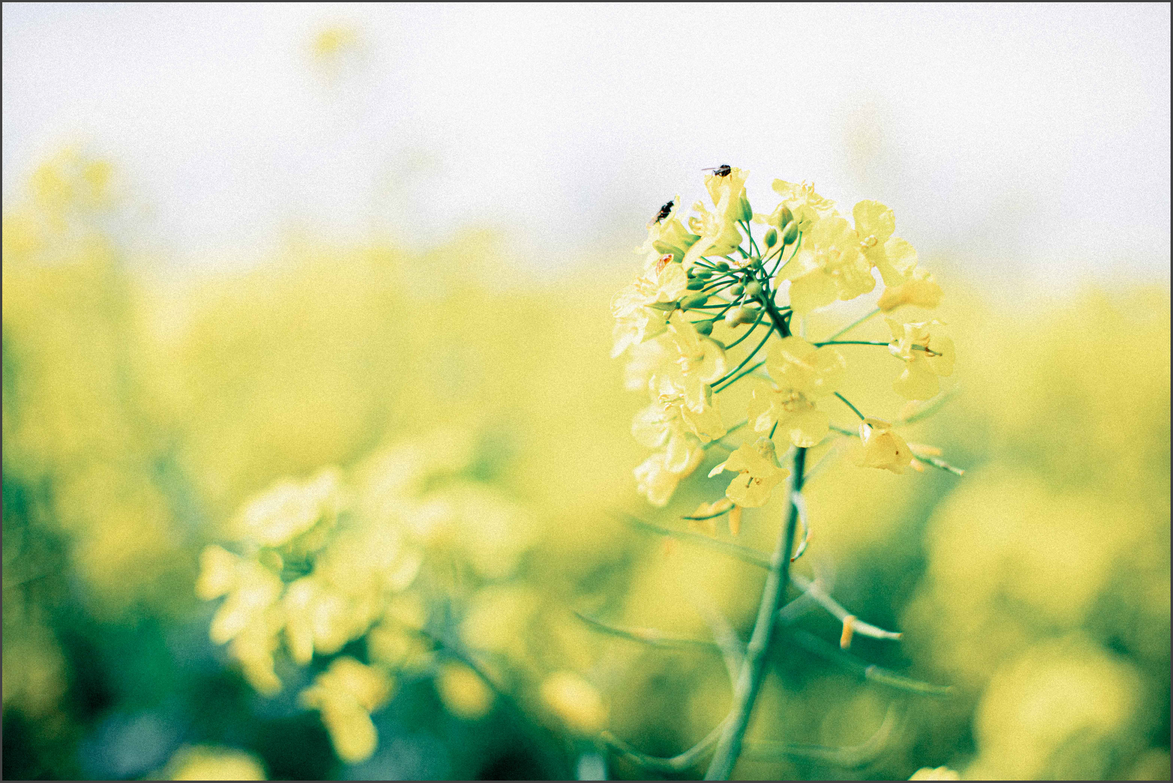 Oilseed Rape