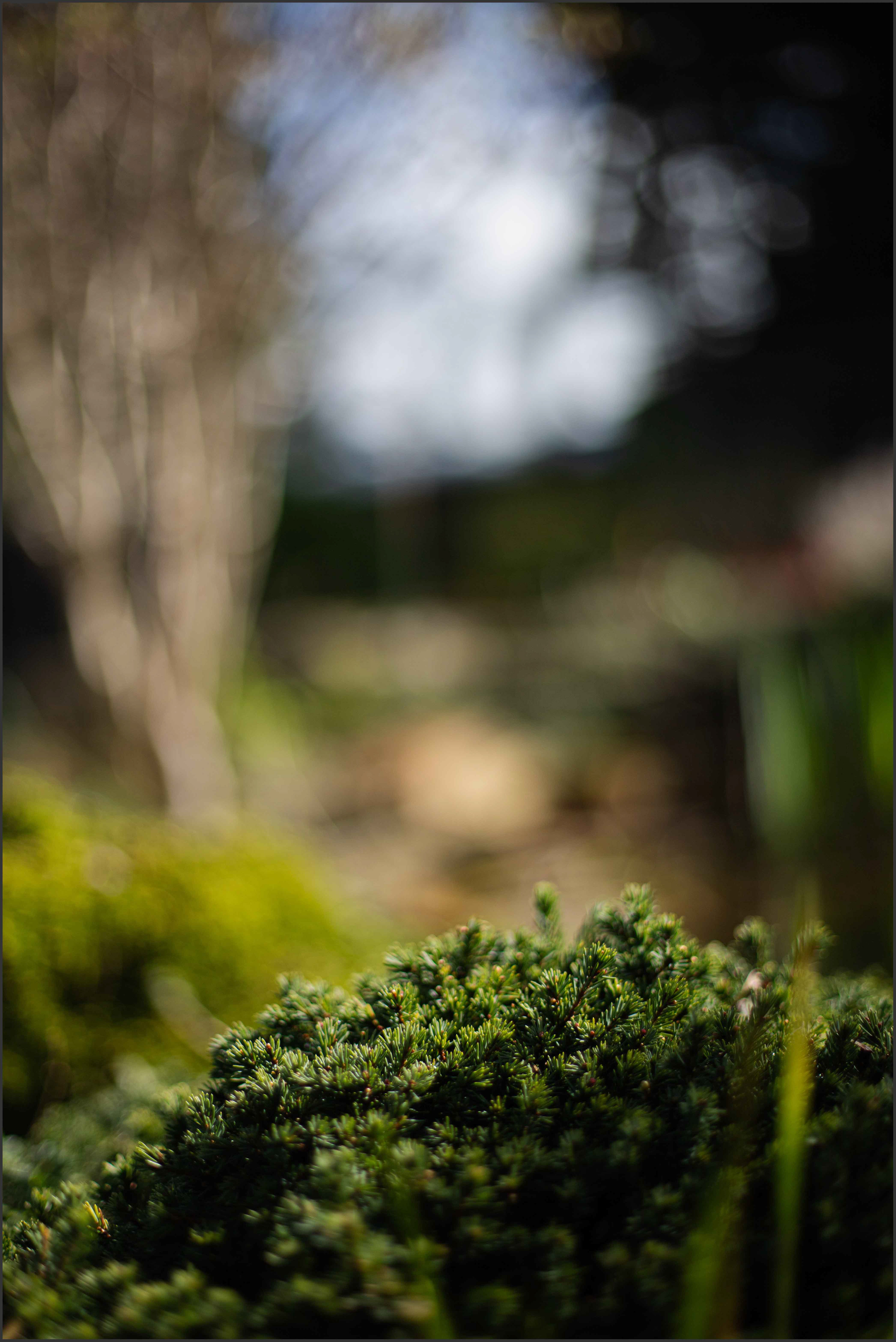 Rockery