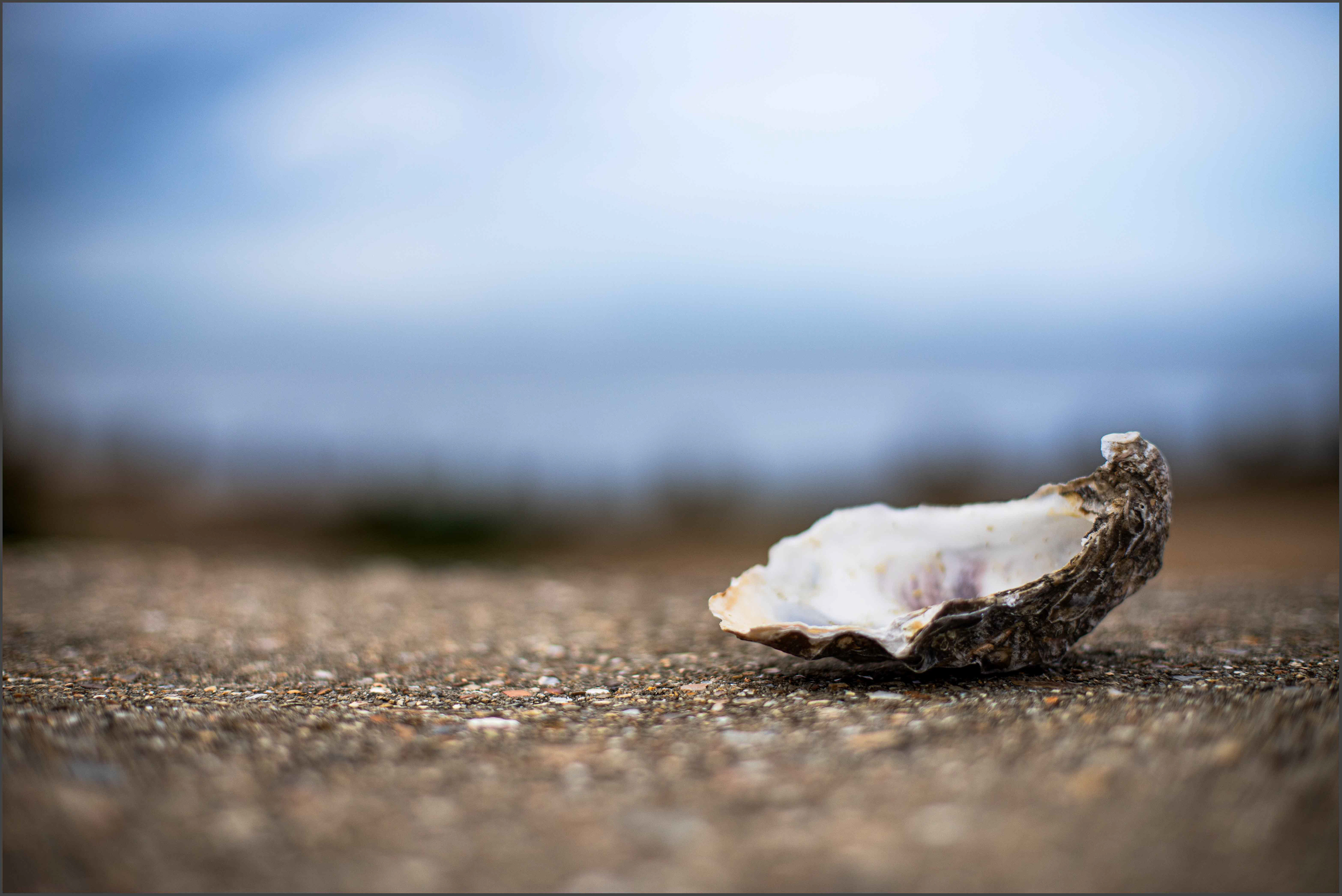 Oyster