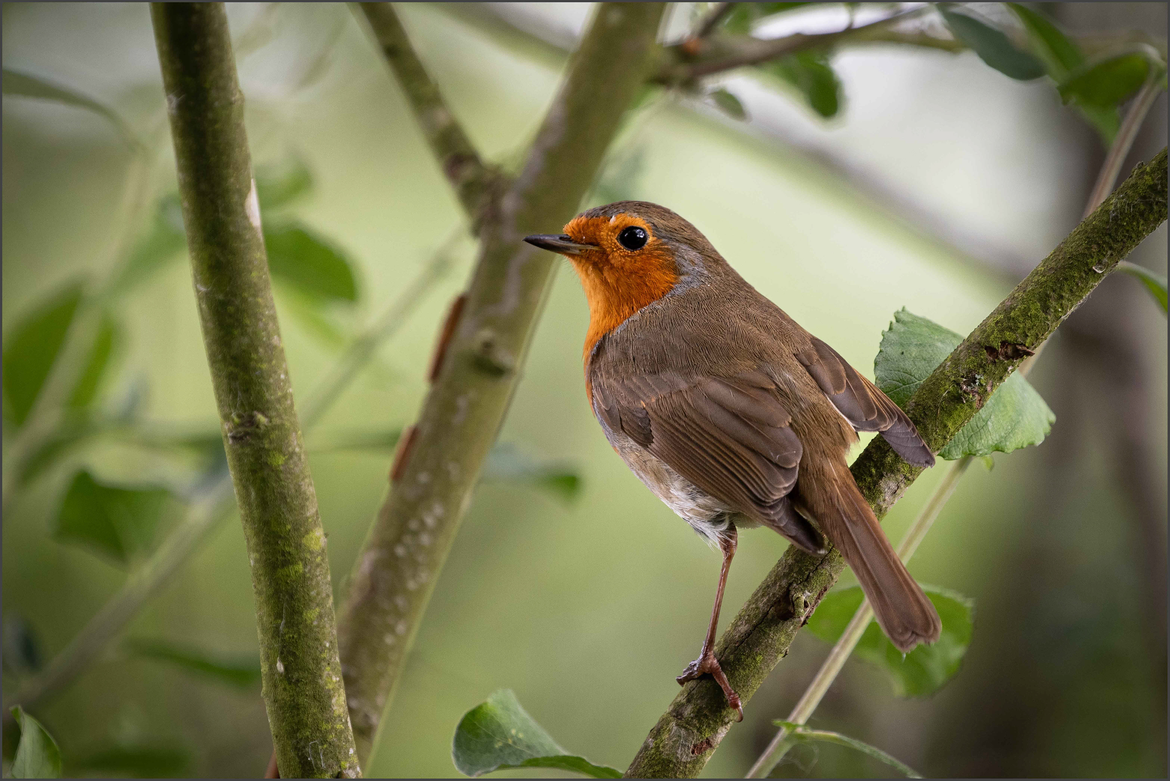 Robin