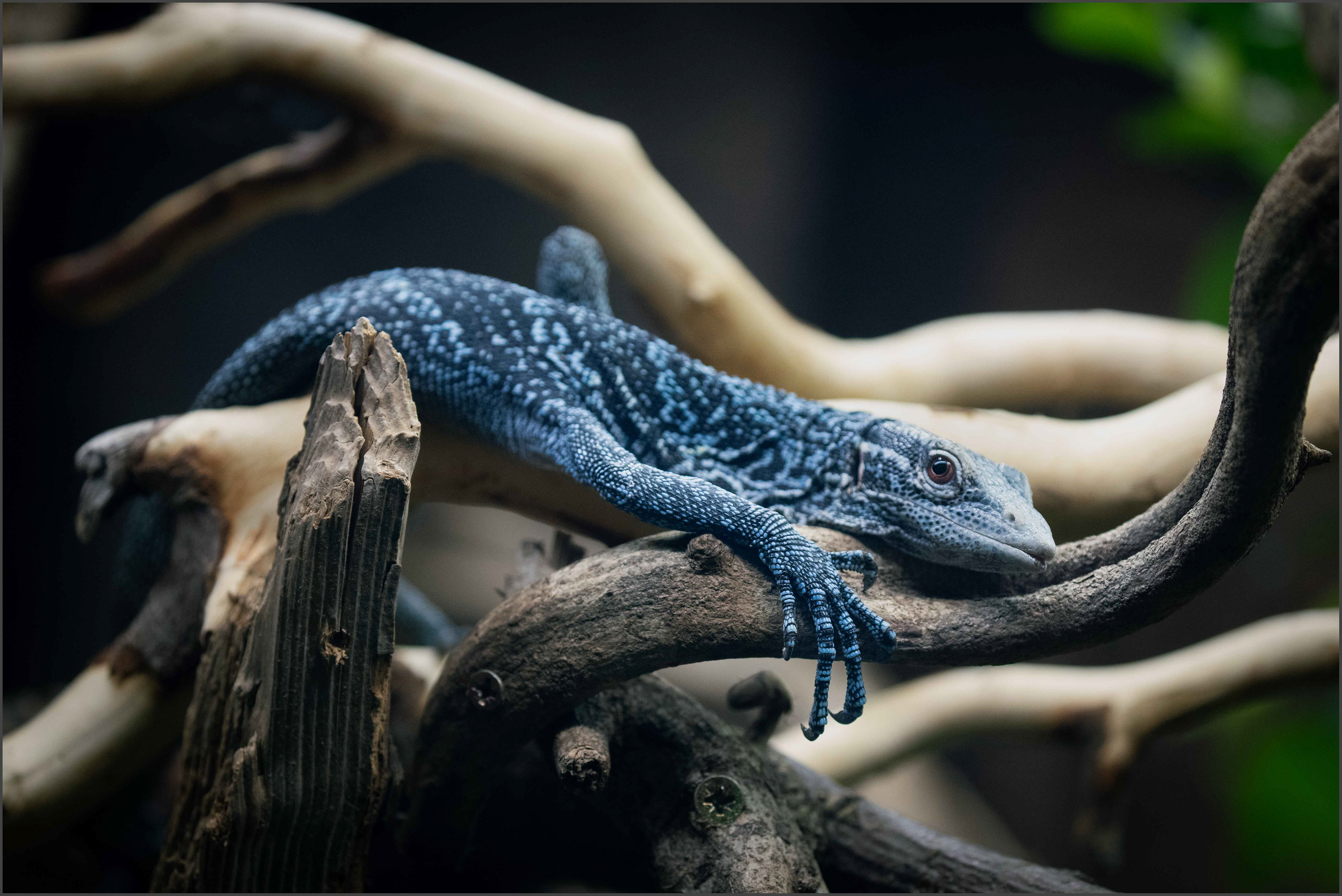 Blue Tree Monitor