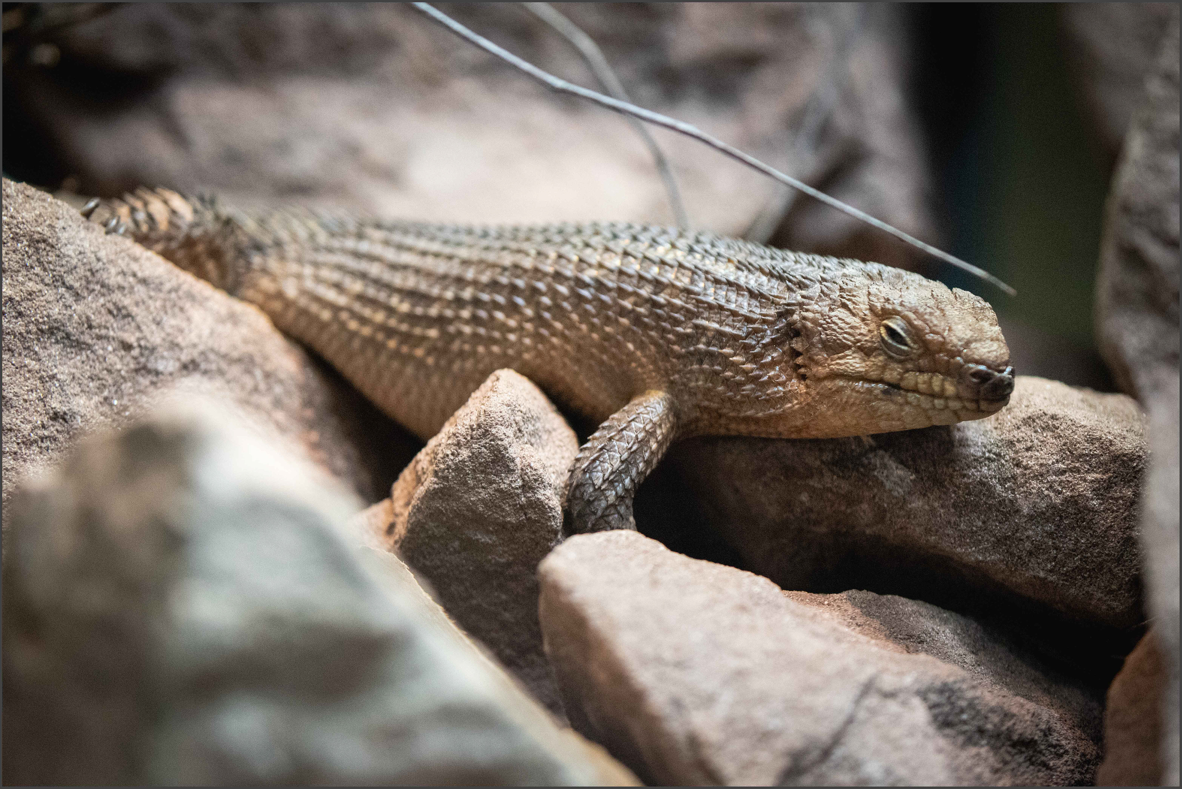 Gidgee Spiny-Tailed Skink